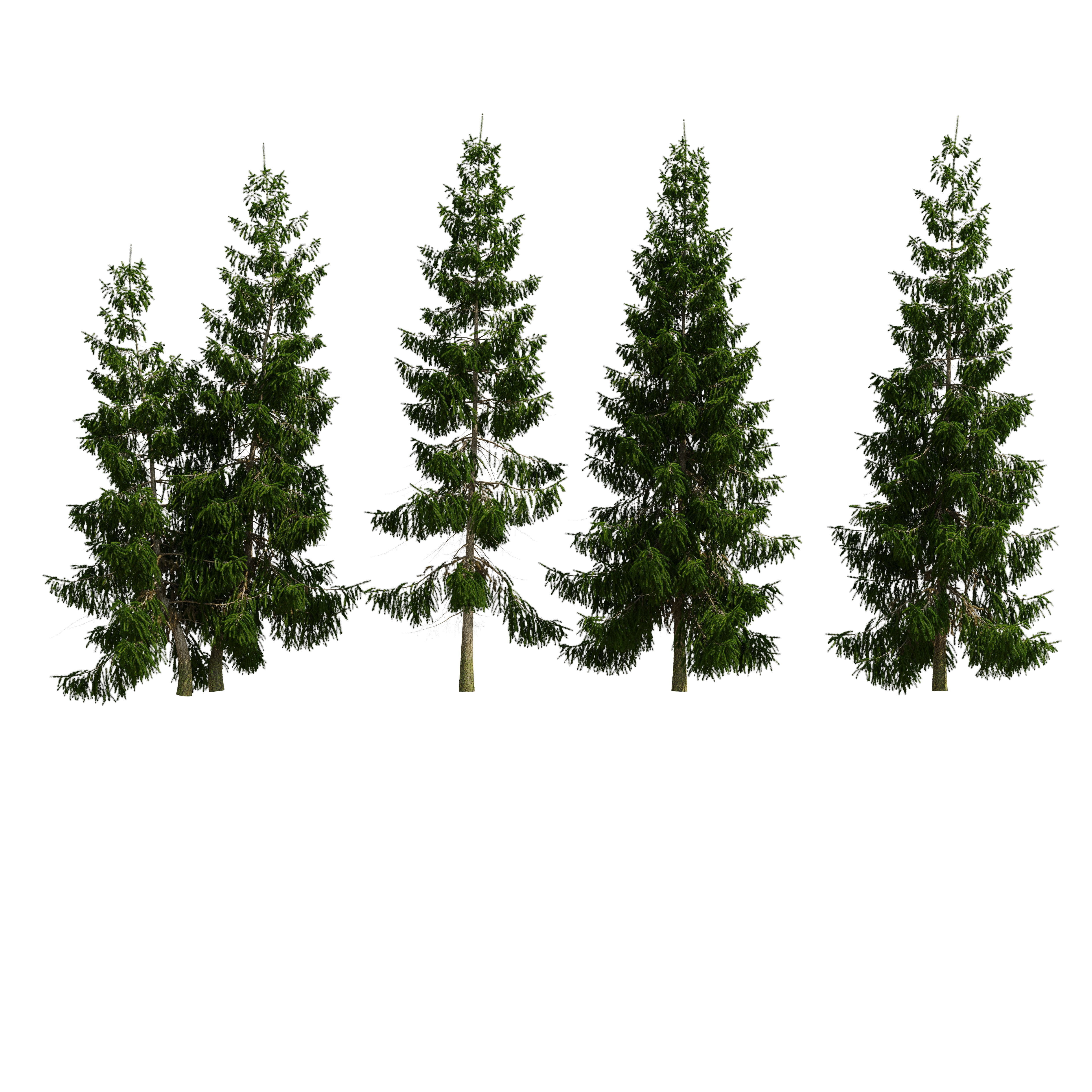 Spruce 6m 3D model_14