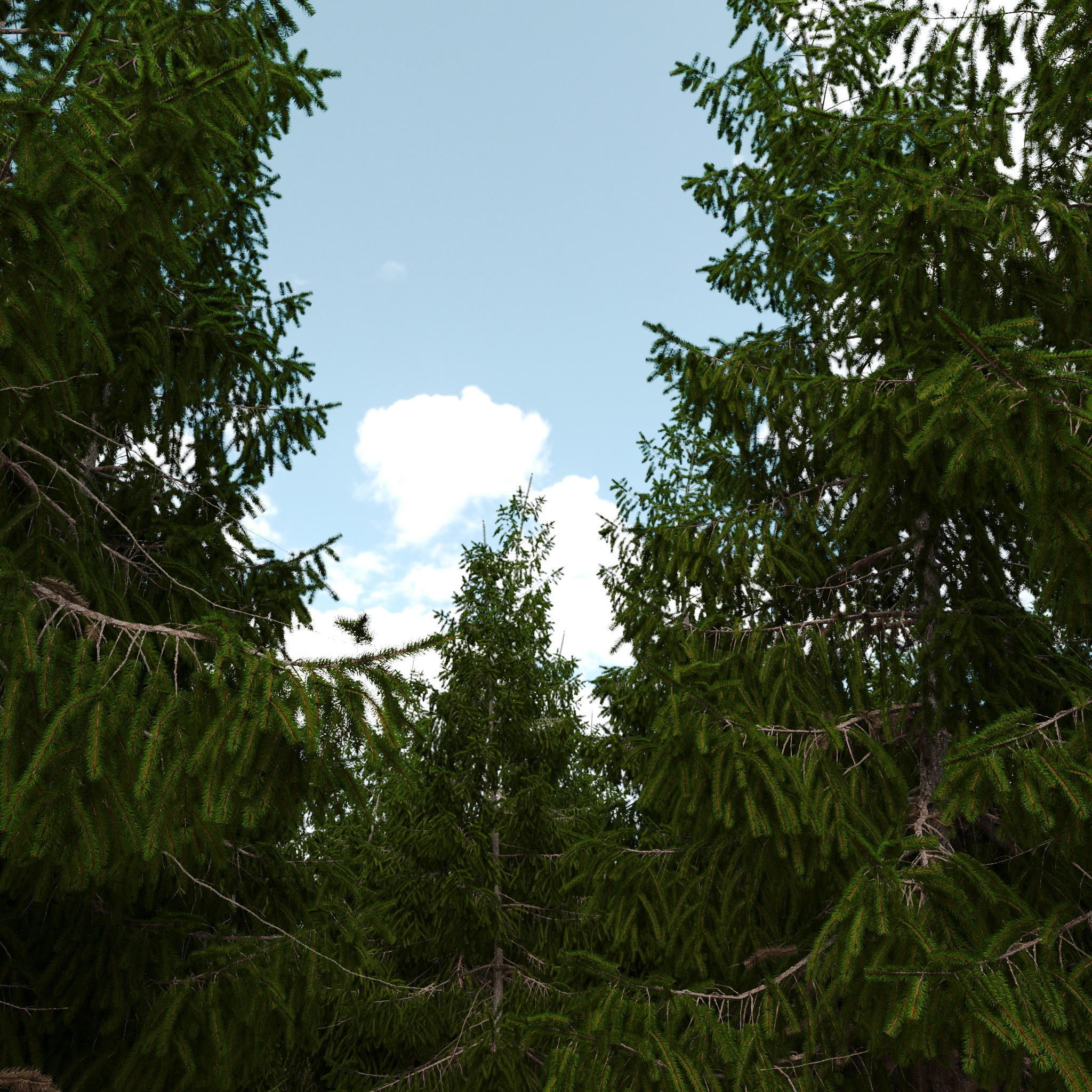 Spruce 6m 3D model_4