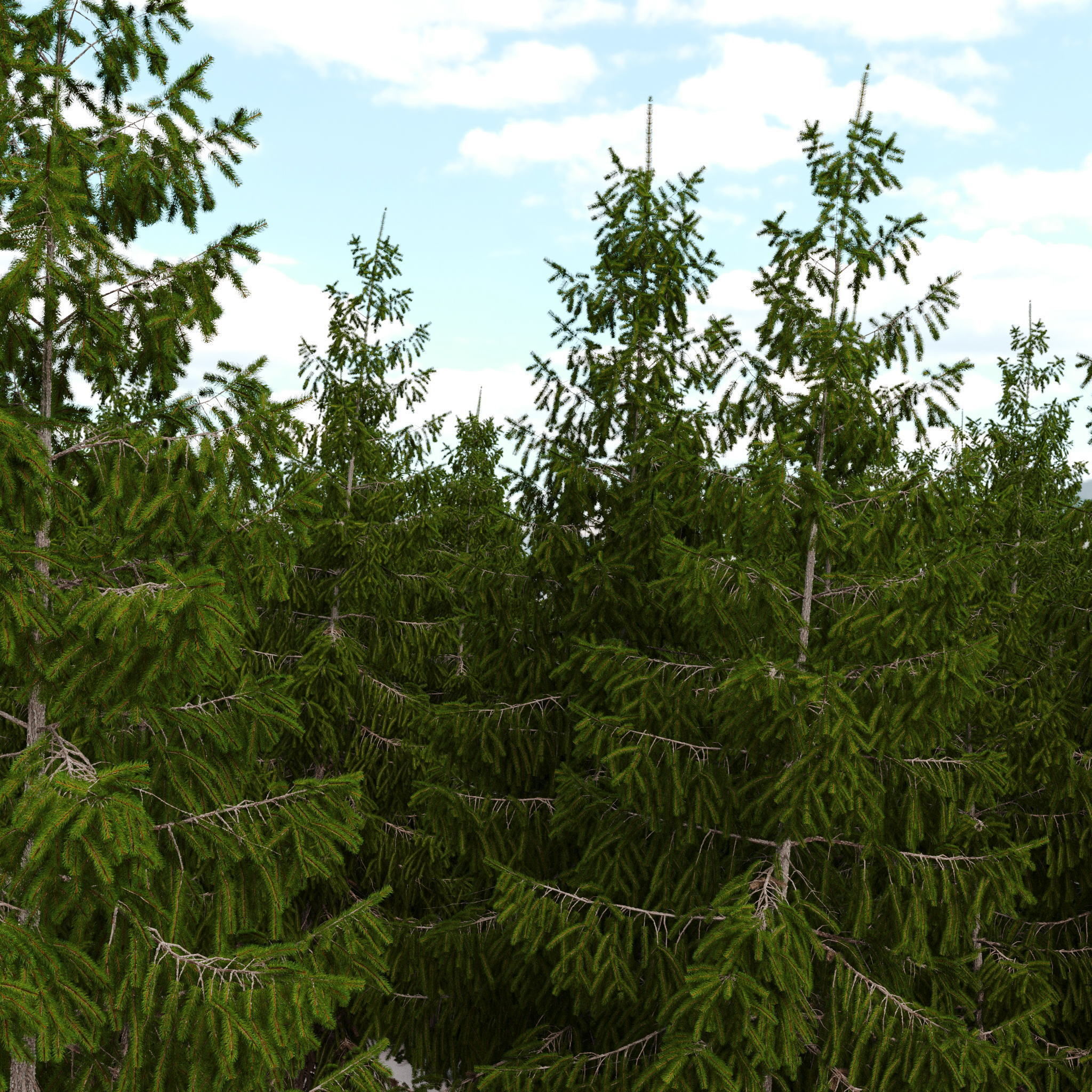 Spruce 6m 3D model_5