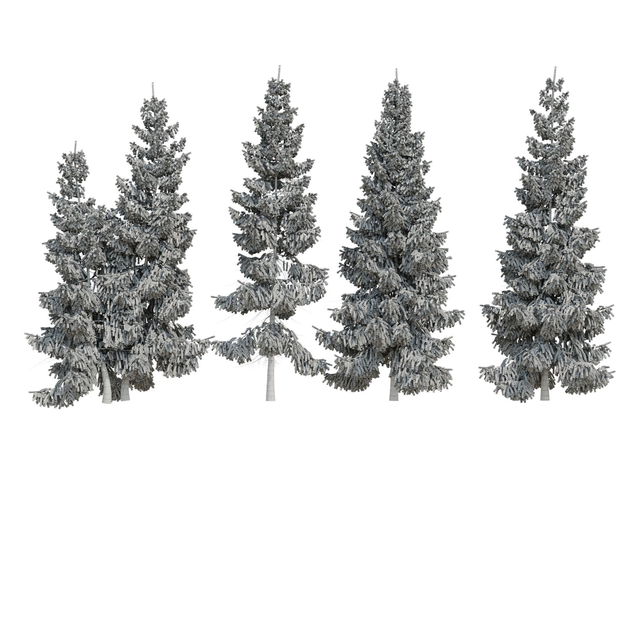 Spruce 6m 3D model_15