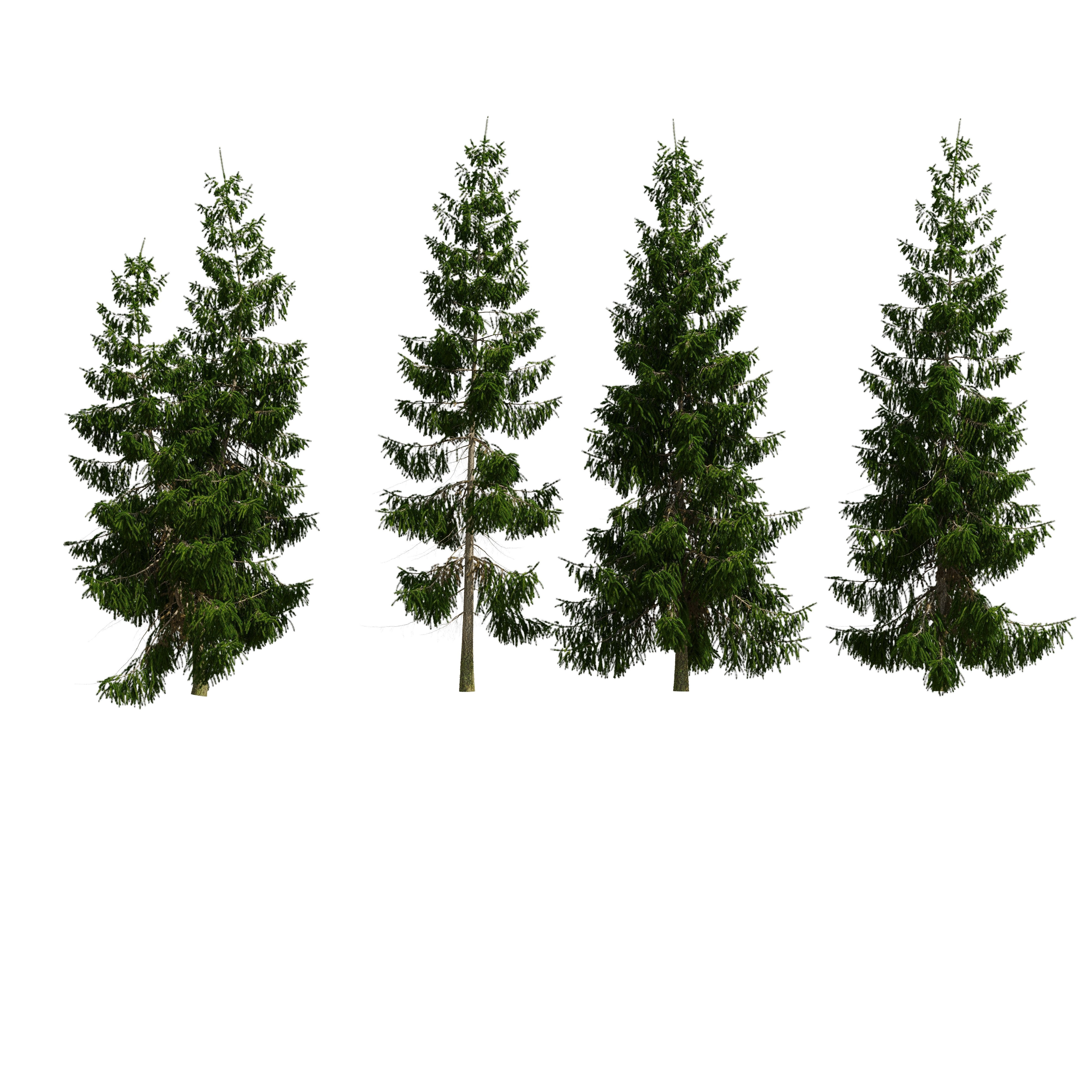 Spruce 6m 3D model_12