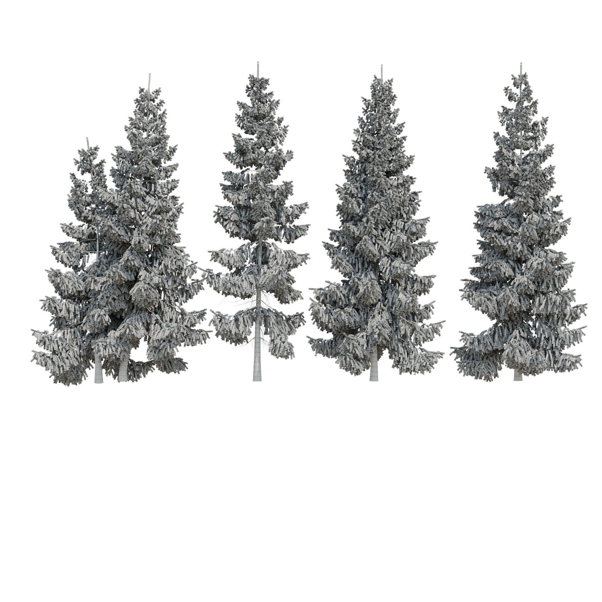 Spruce 6m 3D model_17