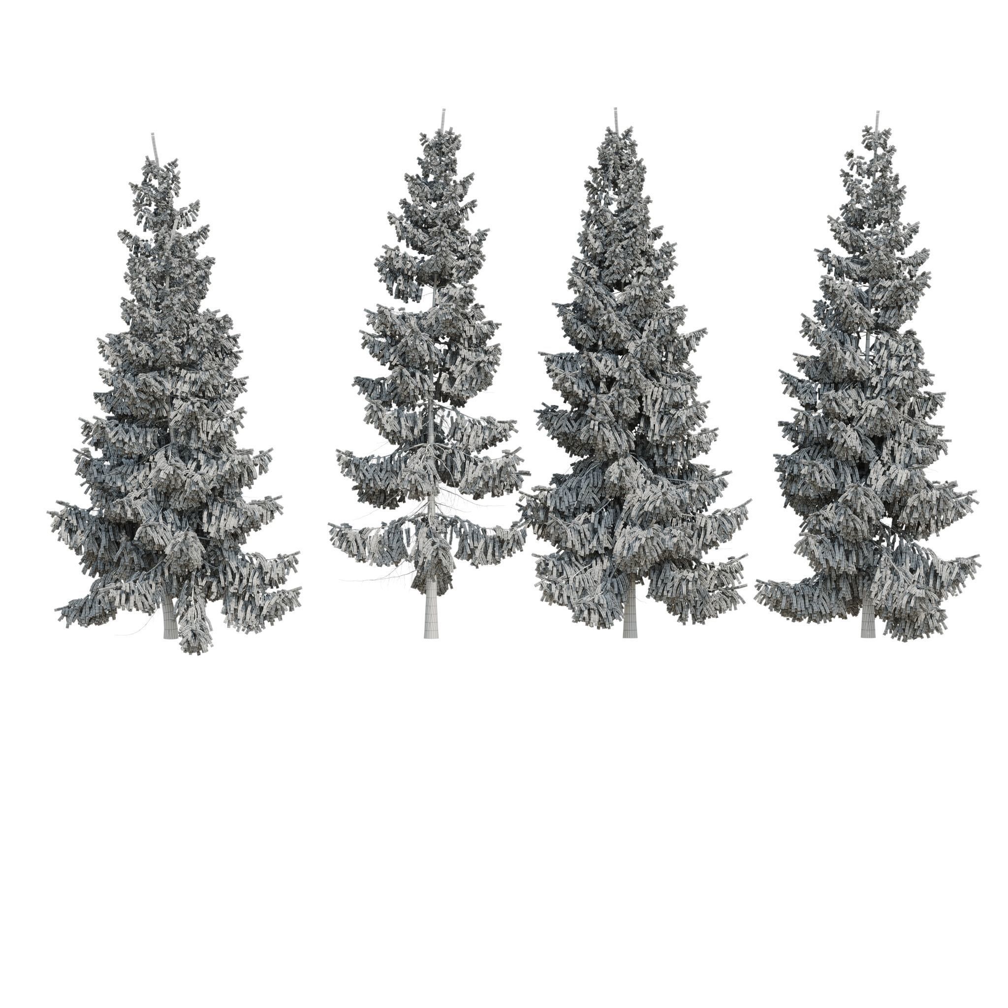 Spruce 6m 3D model_11