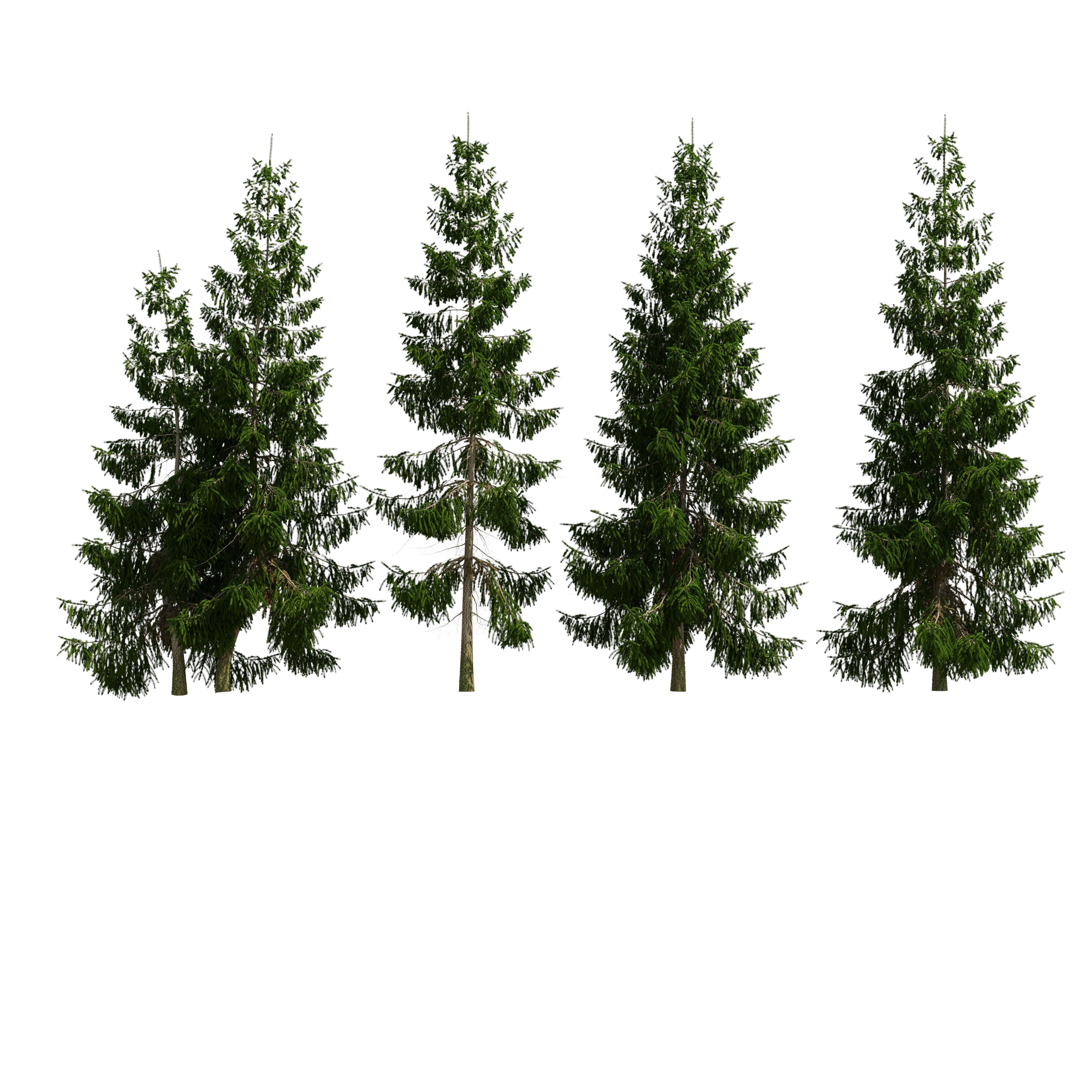 Spruce 6m 3D model_16