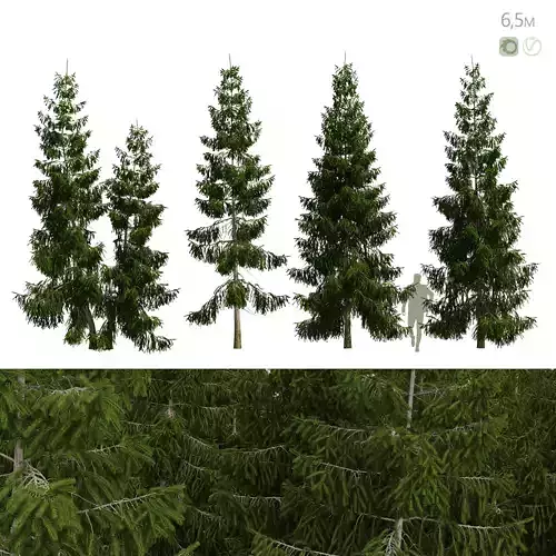 Spruce 6m 3D model