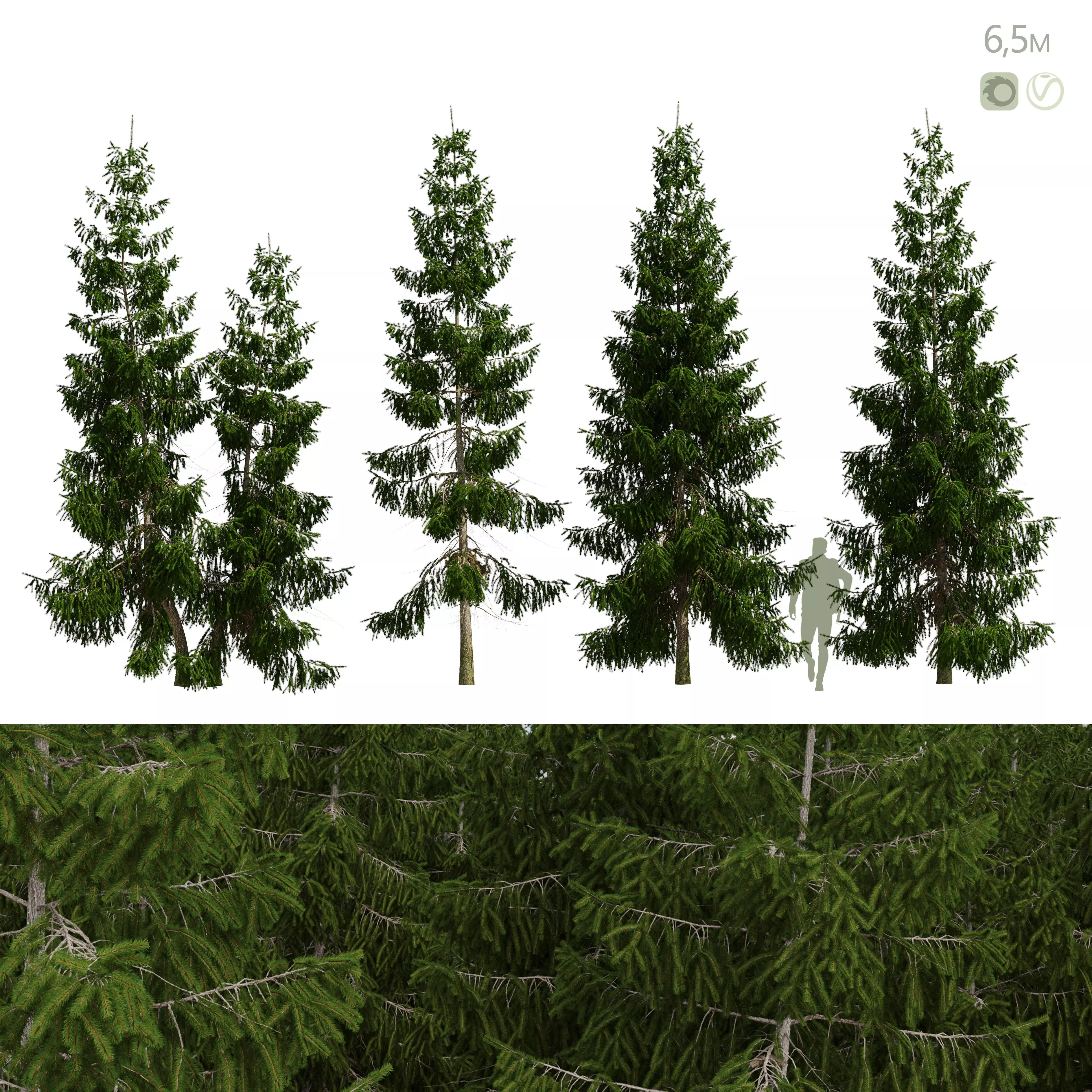 Spruce 6m 3D model_0