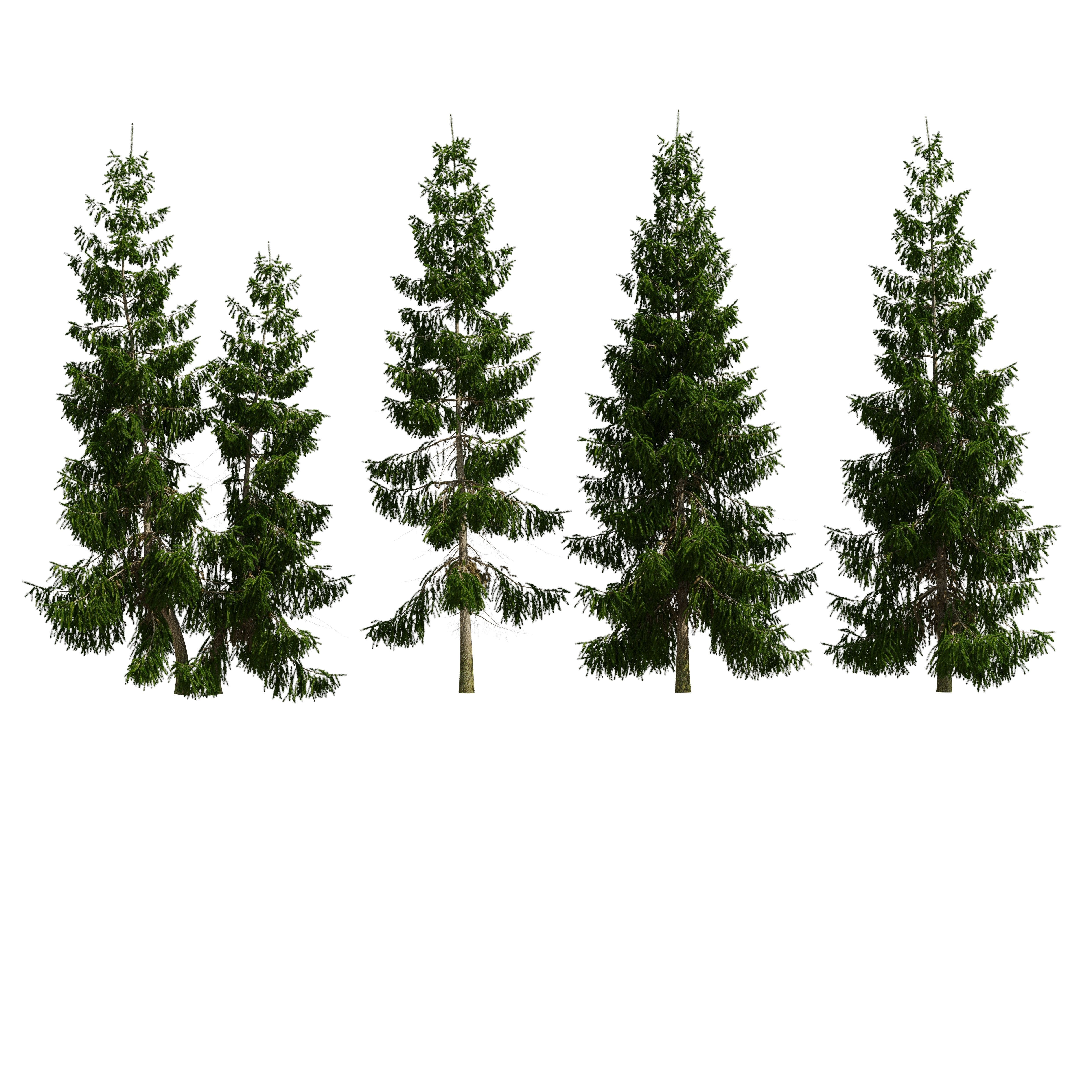 Spruce 6m 3D model_2