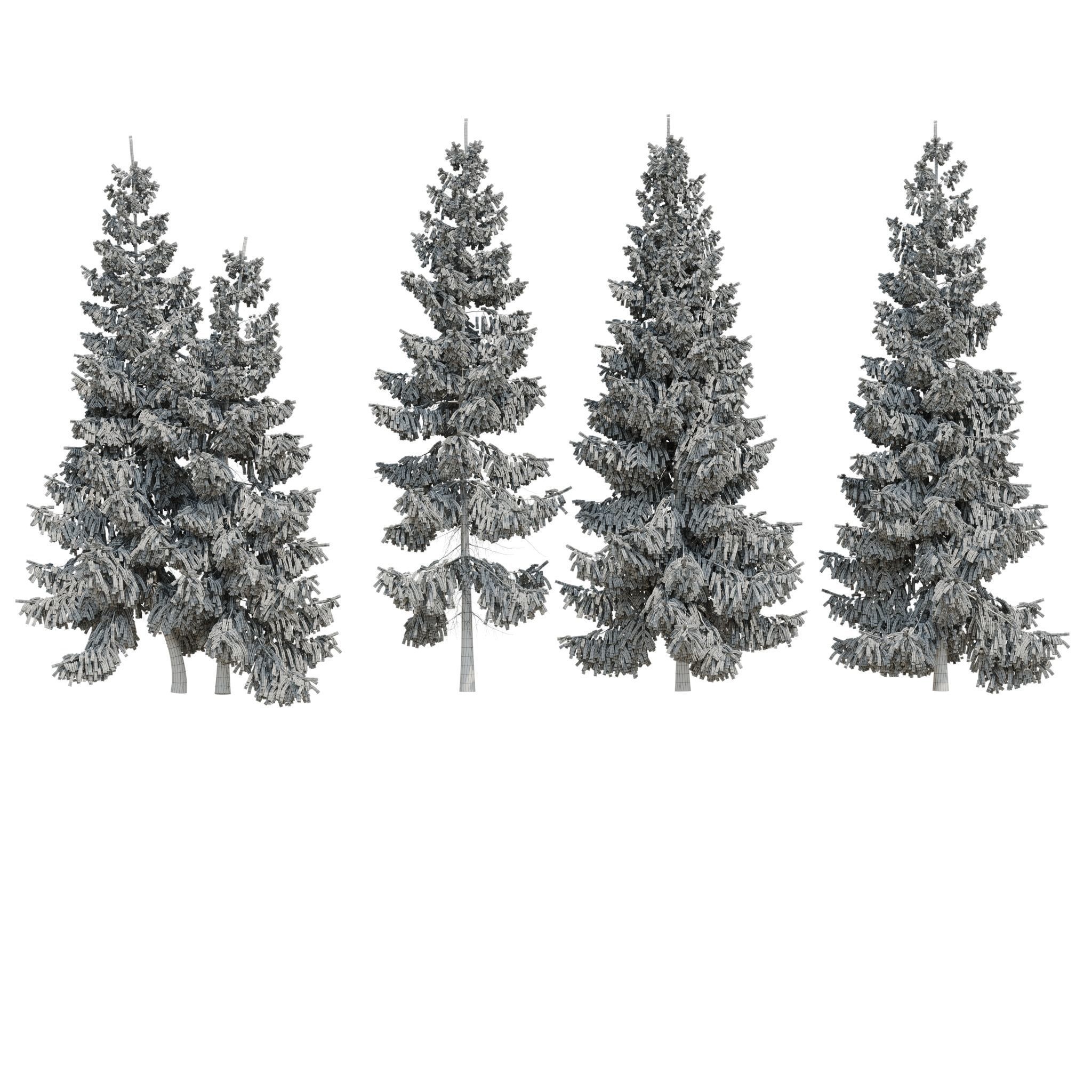 Spruce 6m 3D model_9