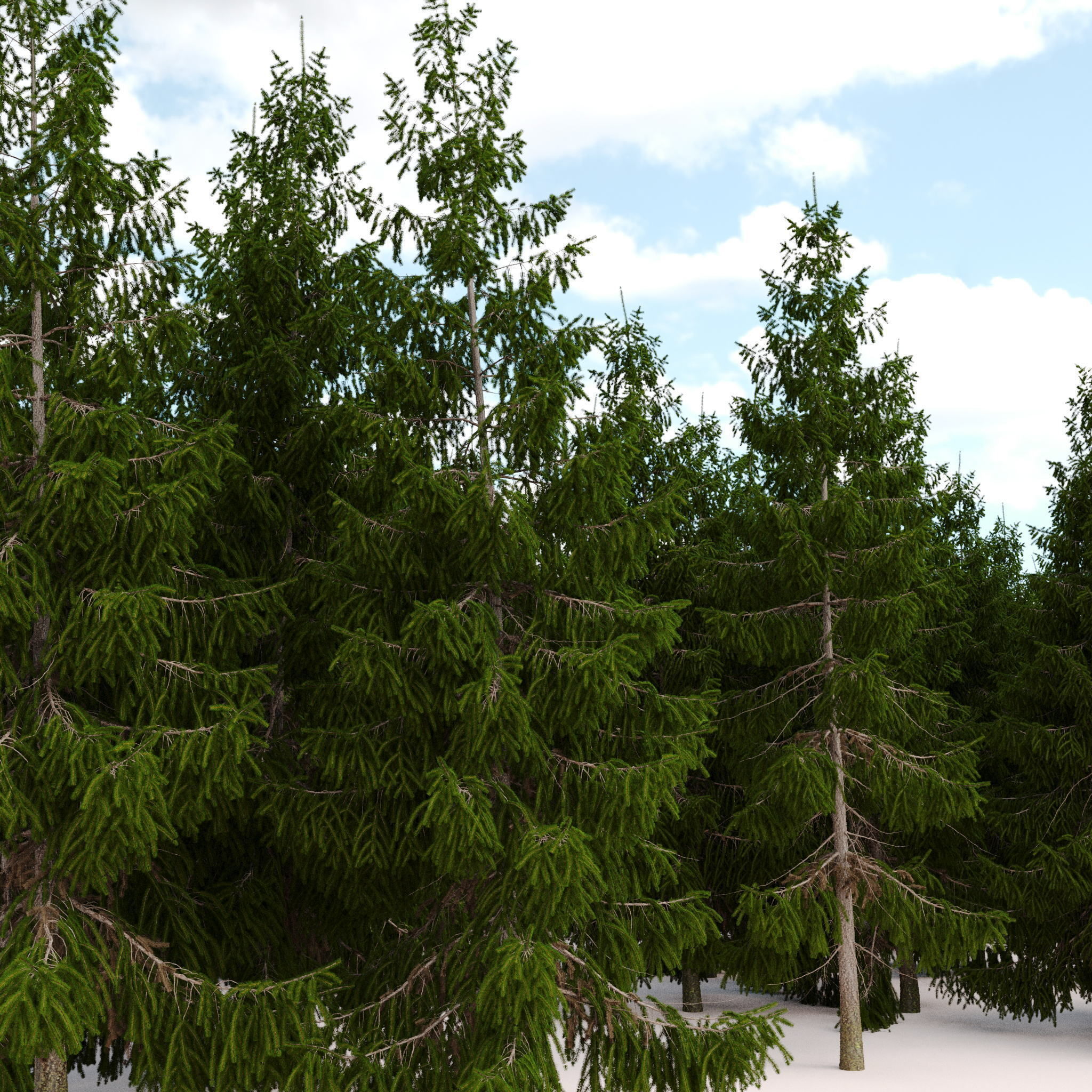 Spruce 6m 3D model_3