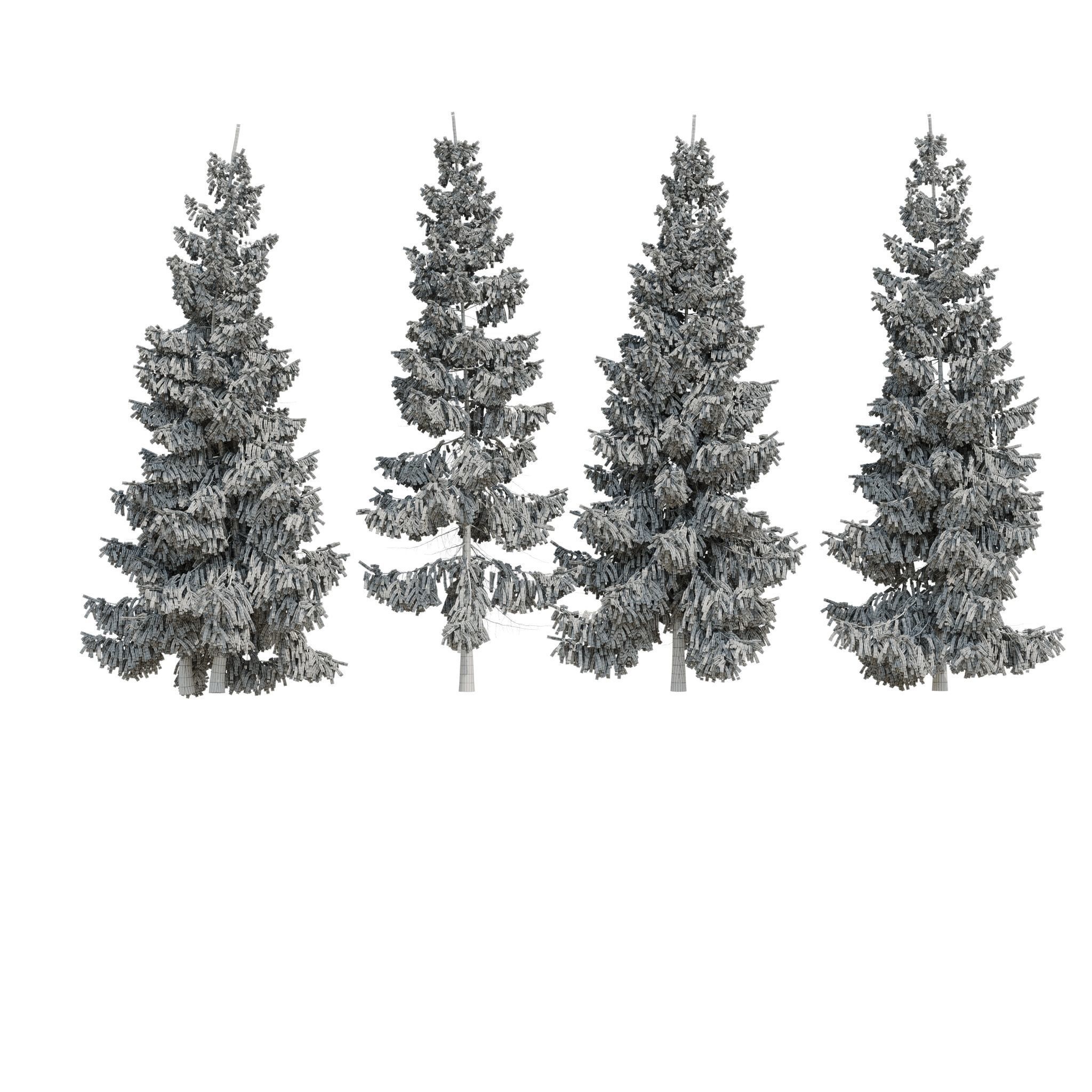 Spruce 6m 3D model_19