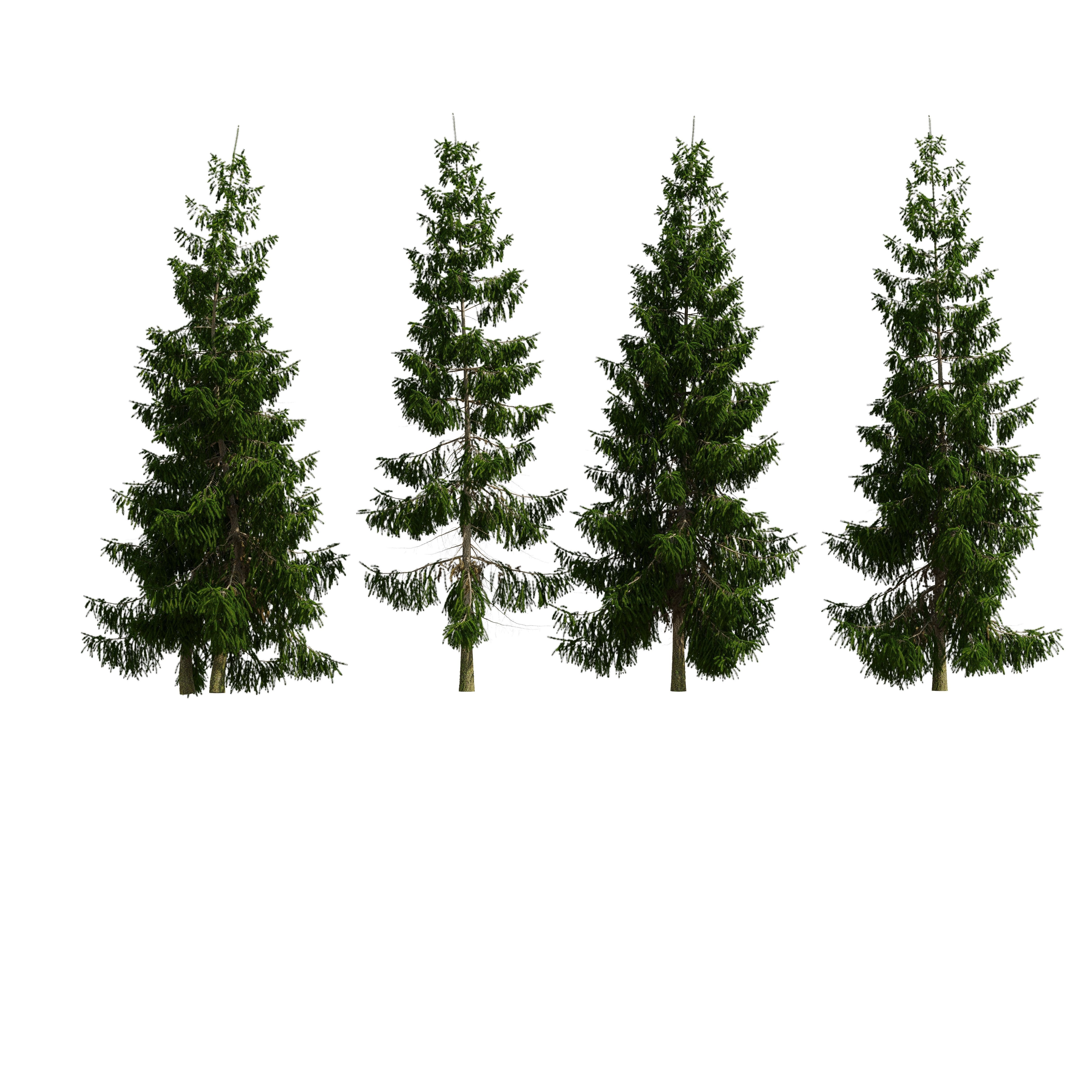 Spruce 6m 3D model_18