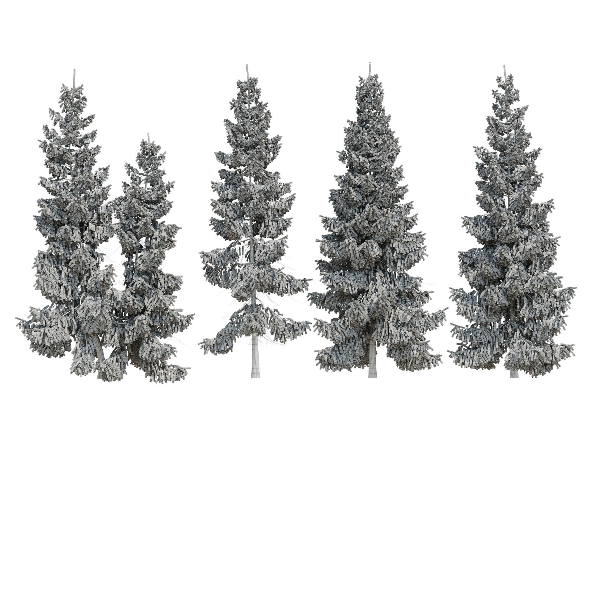 Spruce 6m 3D model_7