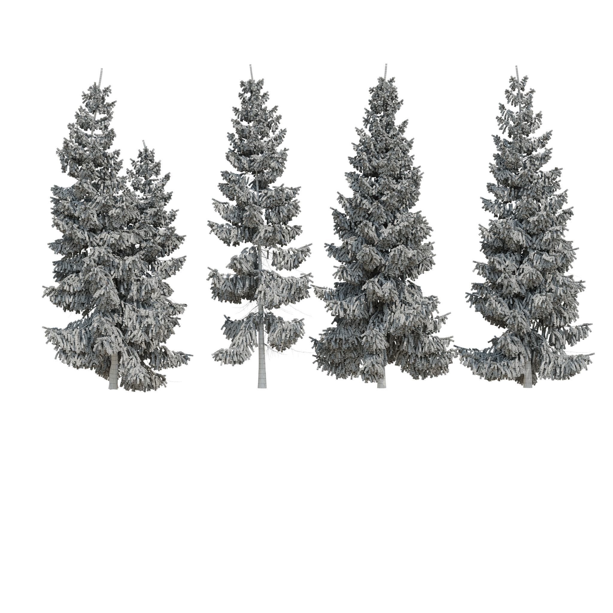 Spruce 6m 3D model_21