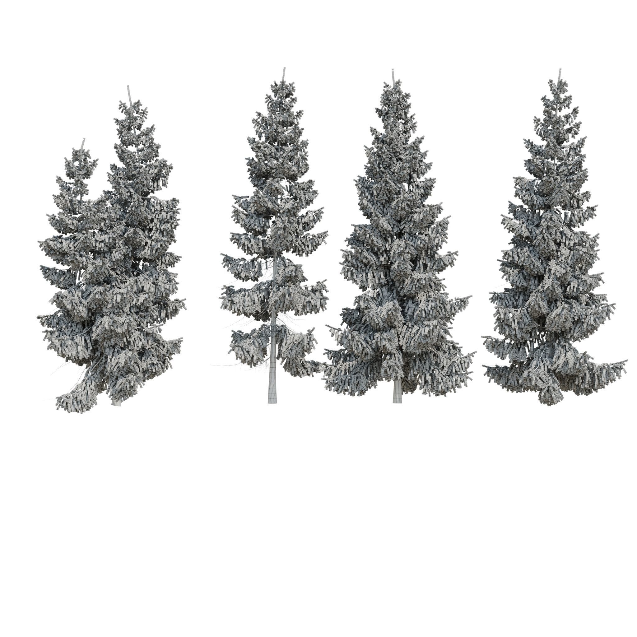 Spruce 6m 3D model_13