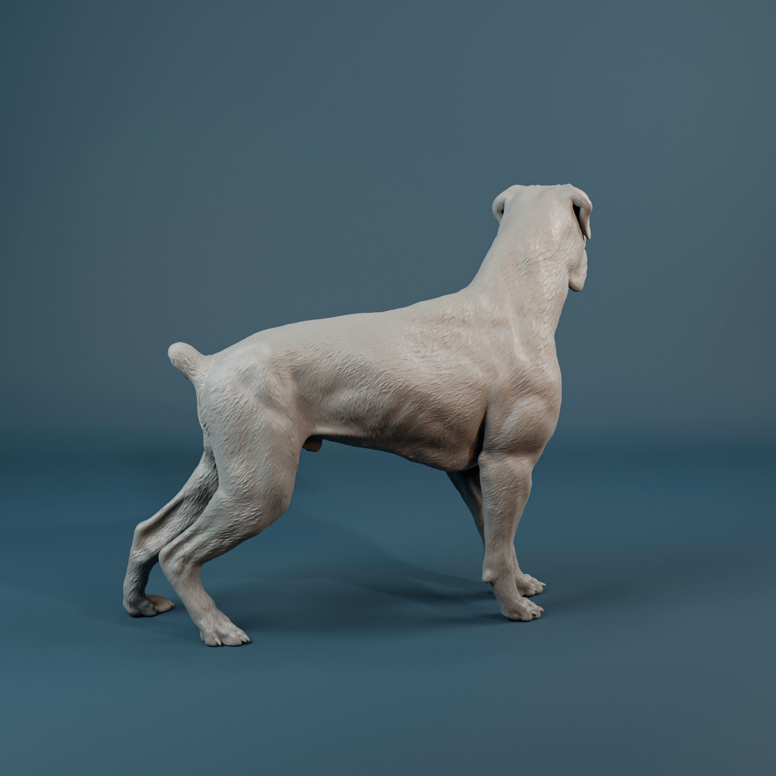 Boxer dog - pre supported 3D print model_4
