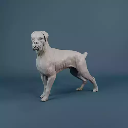 Boxer dog - pre supported