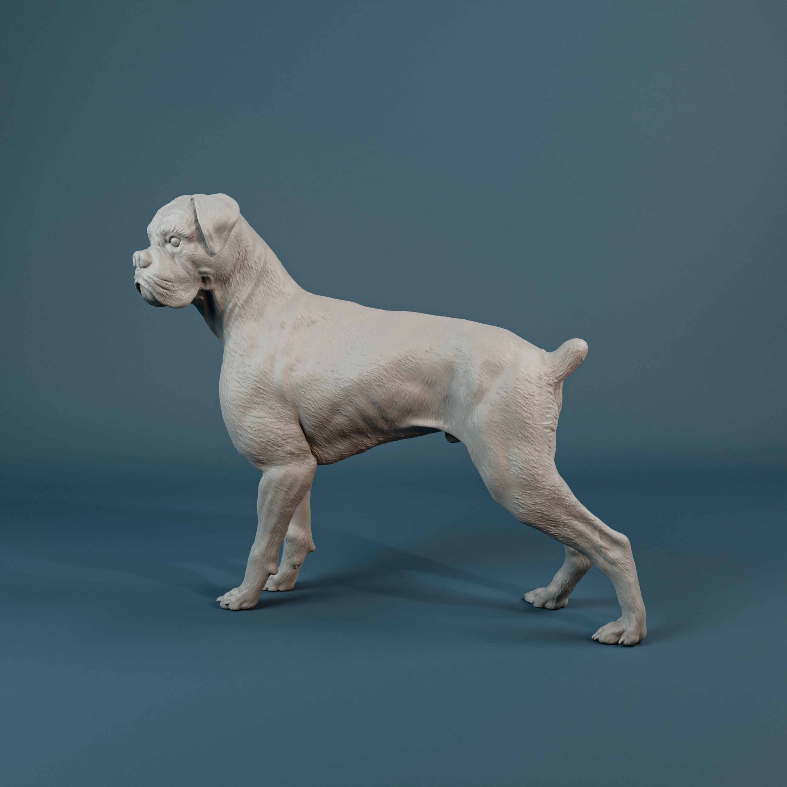 Boxer dog - pre supported 3D print model_1