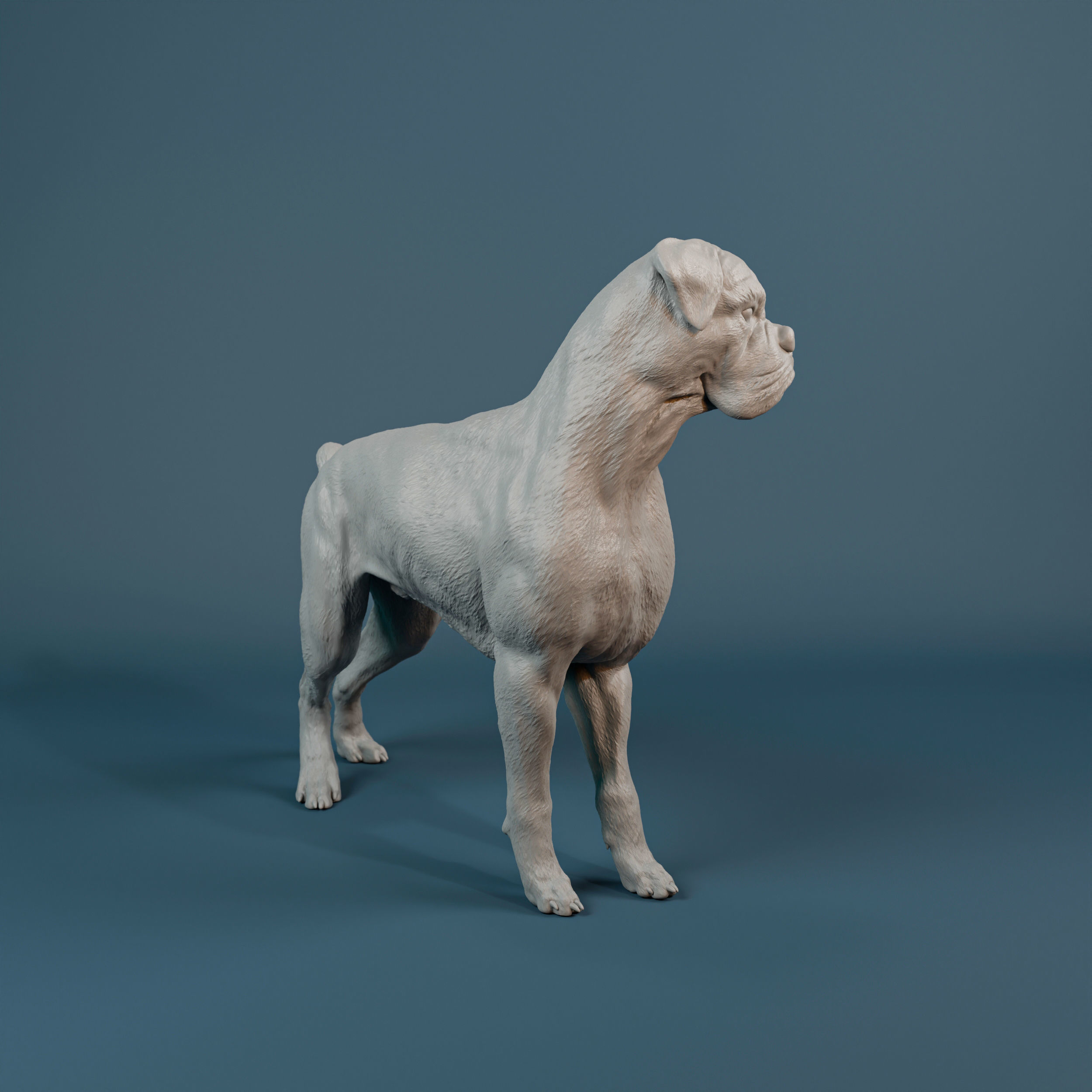 Boxer dog - pre supported 3D print model_3