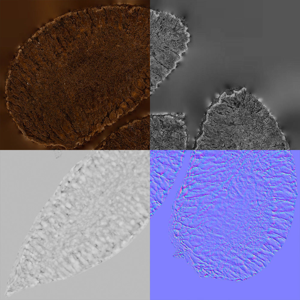 Brazil Nut 3D model_8