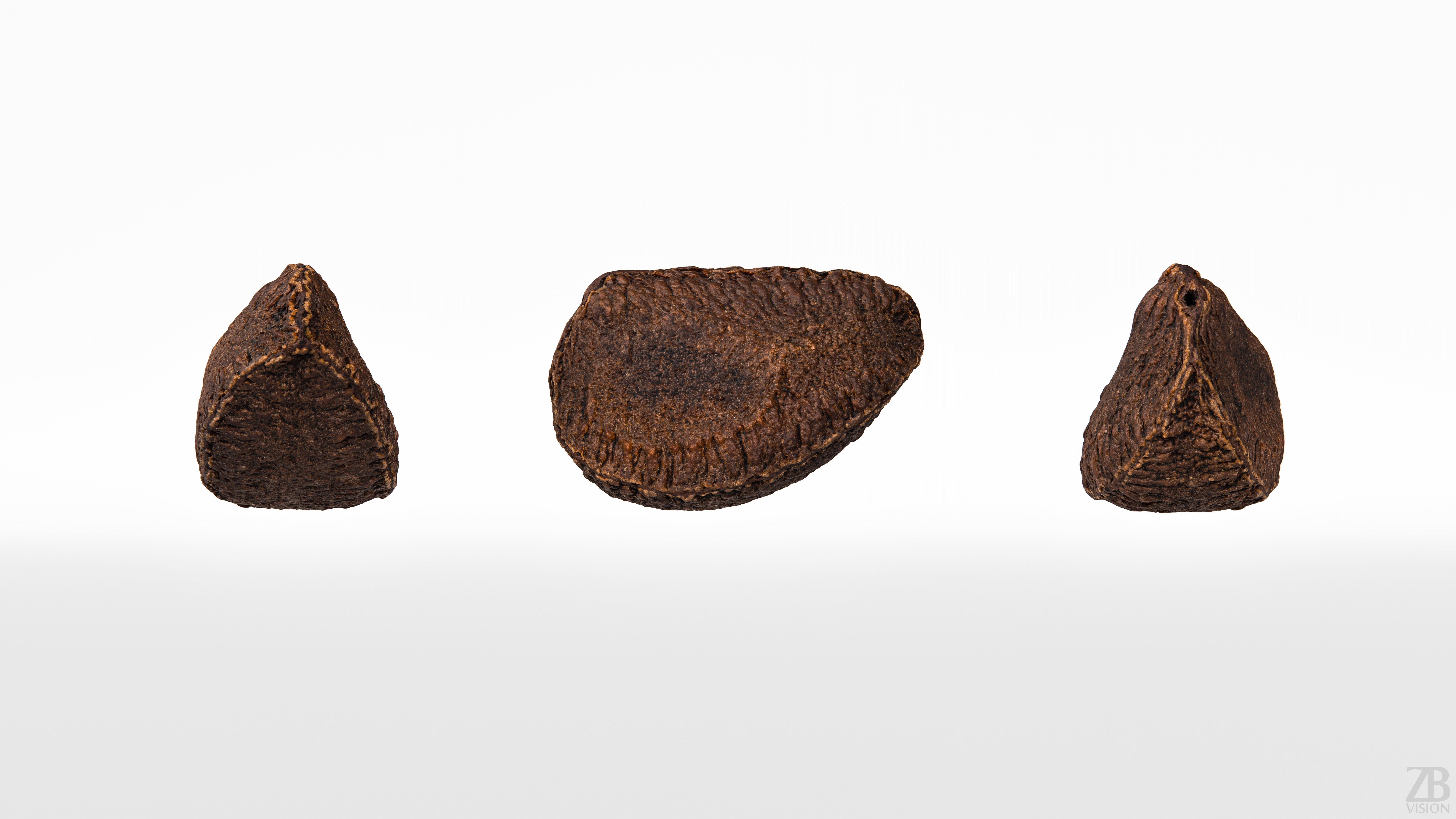 Brazil Nut 3D model_4