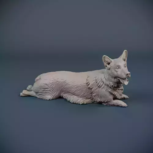 Corgi dog lying down - pre supported