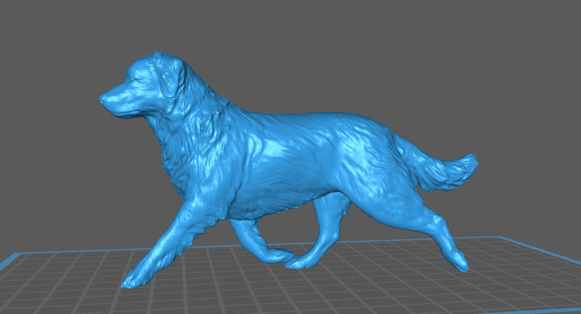 Realistic Australian Shepherd dog walking trotting   3D print model_9