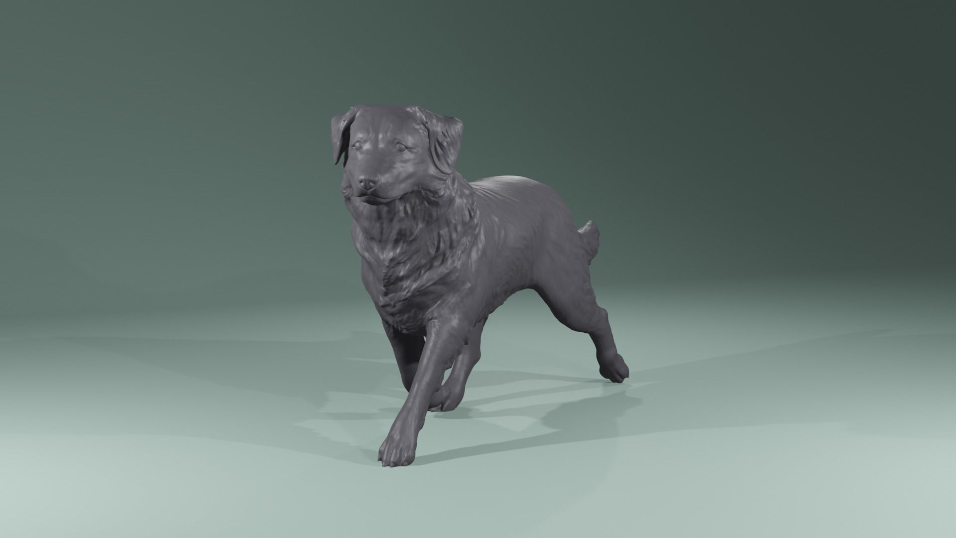 Realistic Australian Shepherd dog walking trotting   3D print model_6