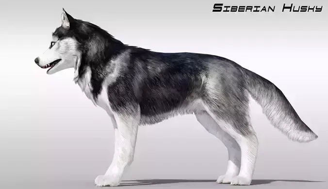 Siberian Husky Fur Rigged Low-poly 3D model