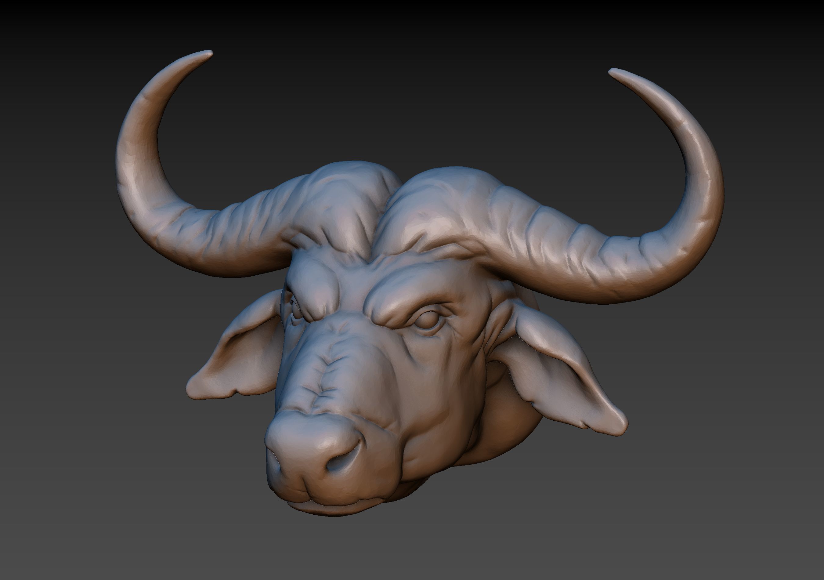 African Buffalo Head 3D print model_3