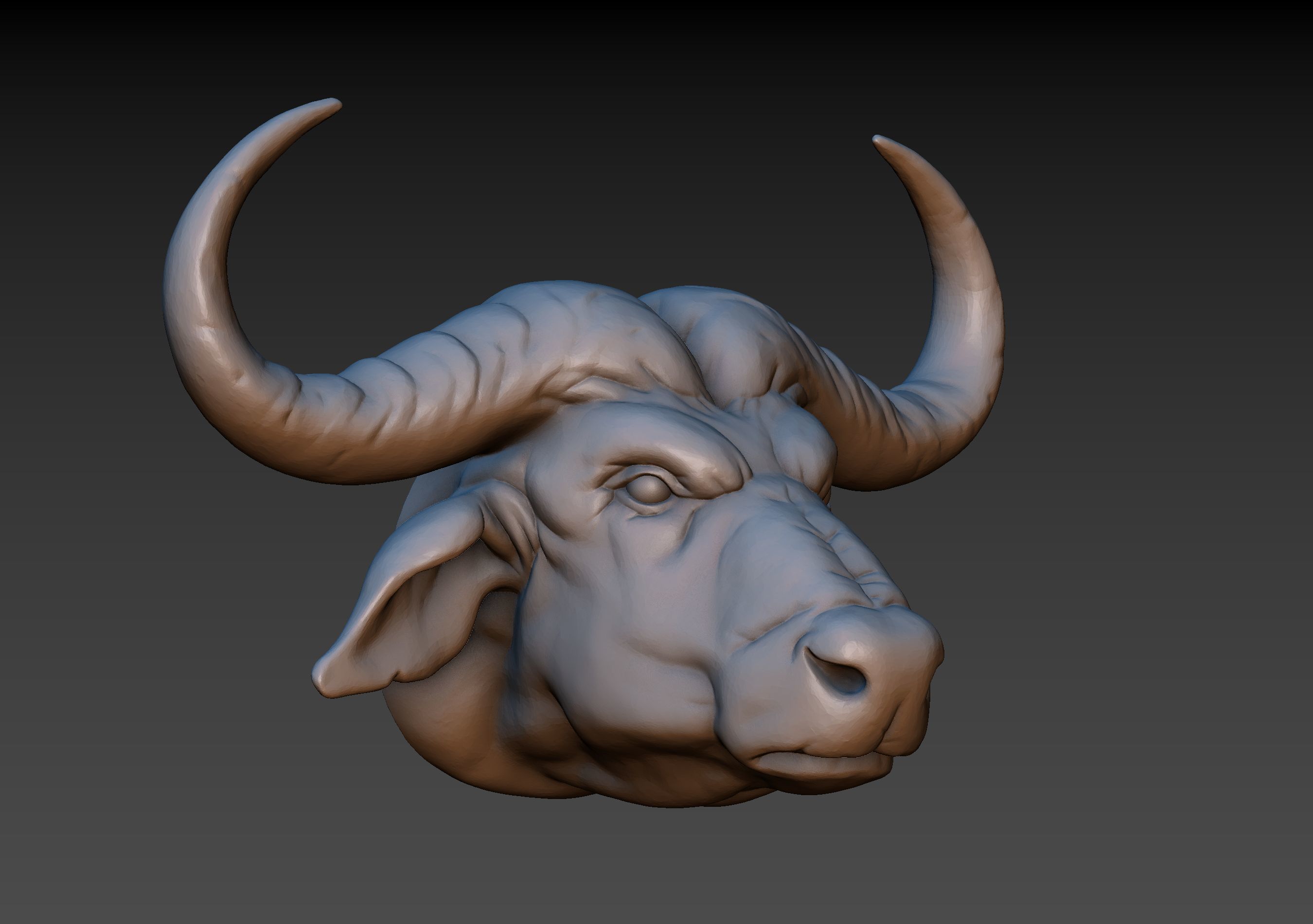 African Buffalo Head 3D print model_1