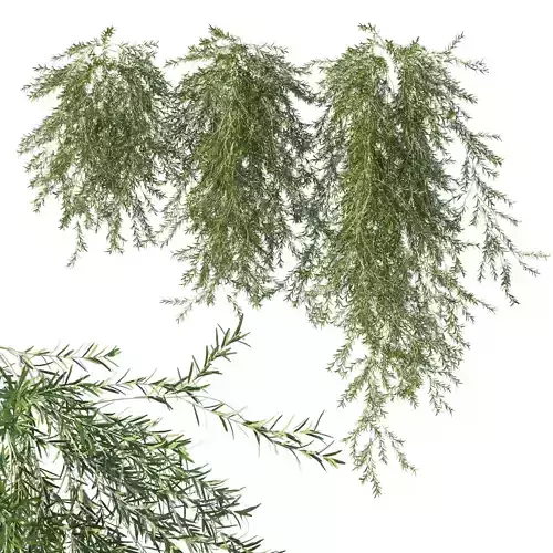 Vines rosemary 02 3D model