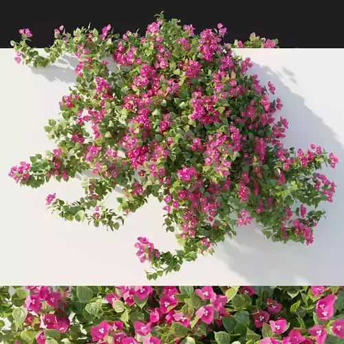 Vines Bougainvillea 04