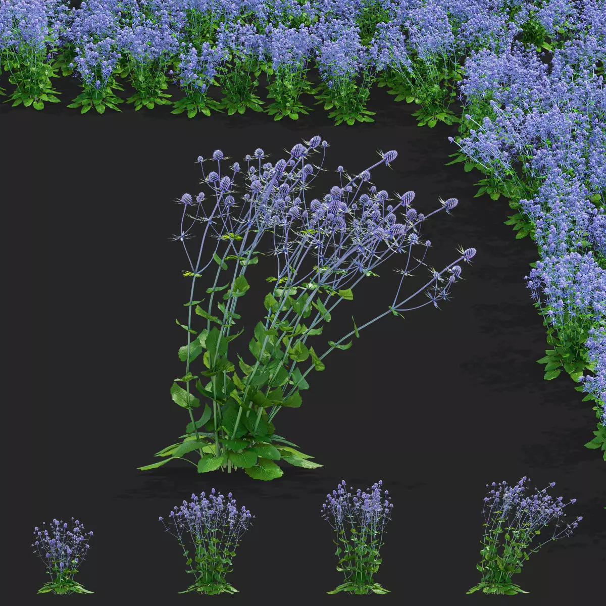 Eryngium planum flower 3D model