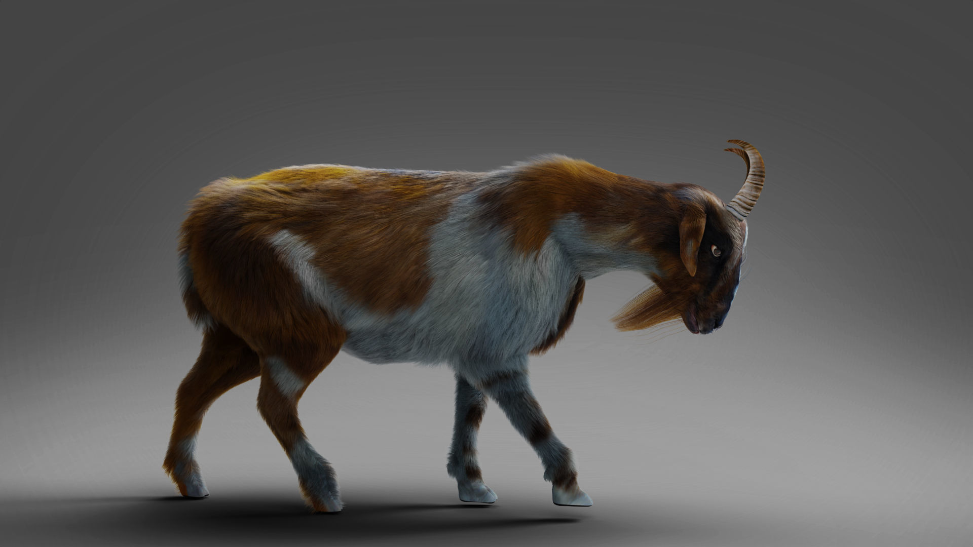 Fur Goat 01 Rigged and Animation in Blender Low-poly 3D model_4