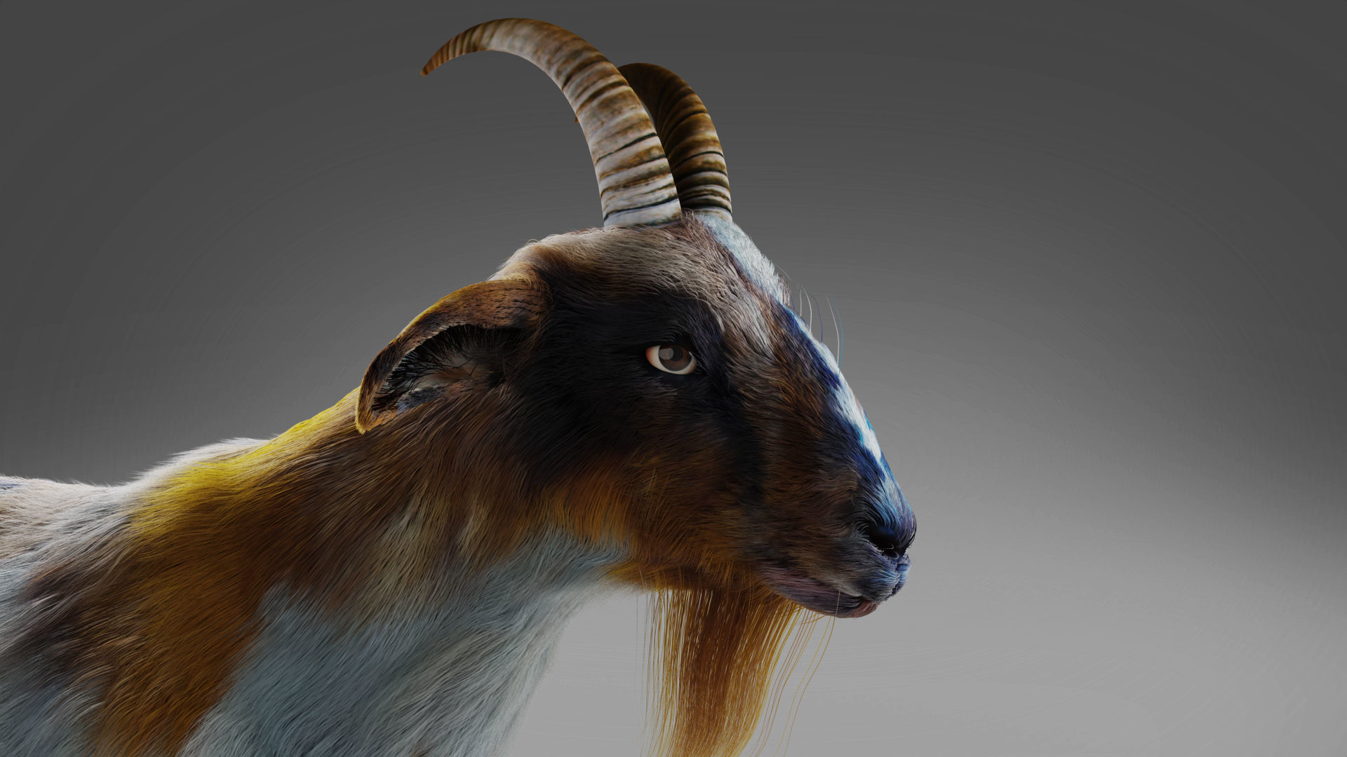 Fur Goat 01 Rigged and Animation in Blender Low-poly 3D model_12