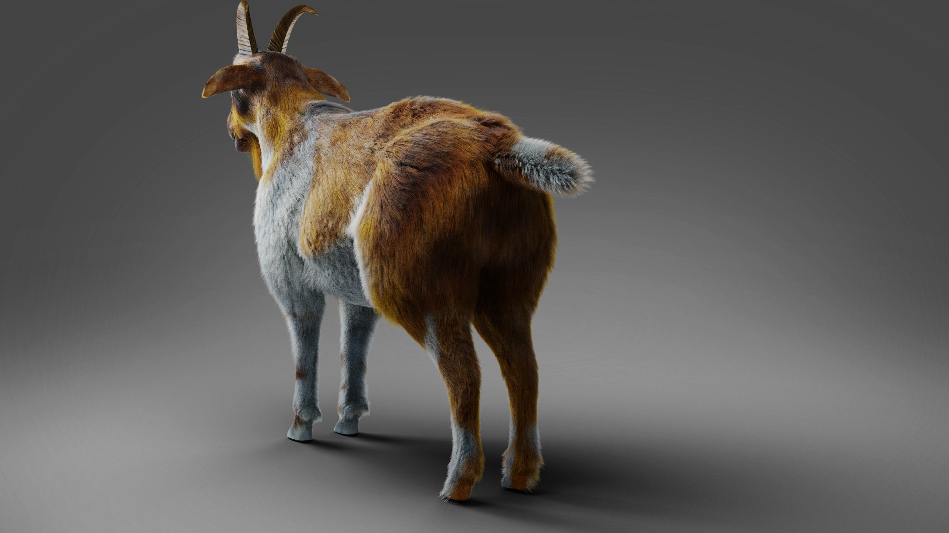 Fur Goat 01 Rigged and Animation in Blender Low-poly 3D model_13