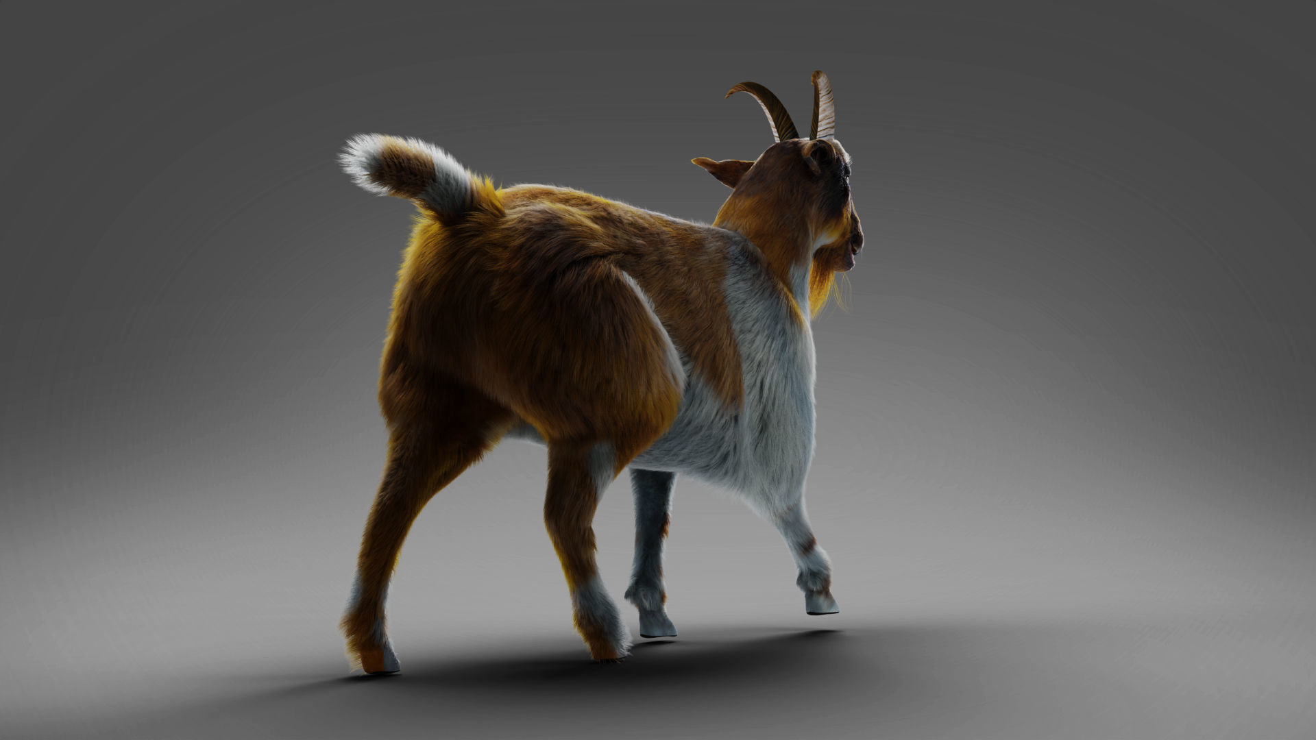 Fur Goat 01 Rigged and Animation in Blender Low-poly 3D model_8