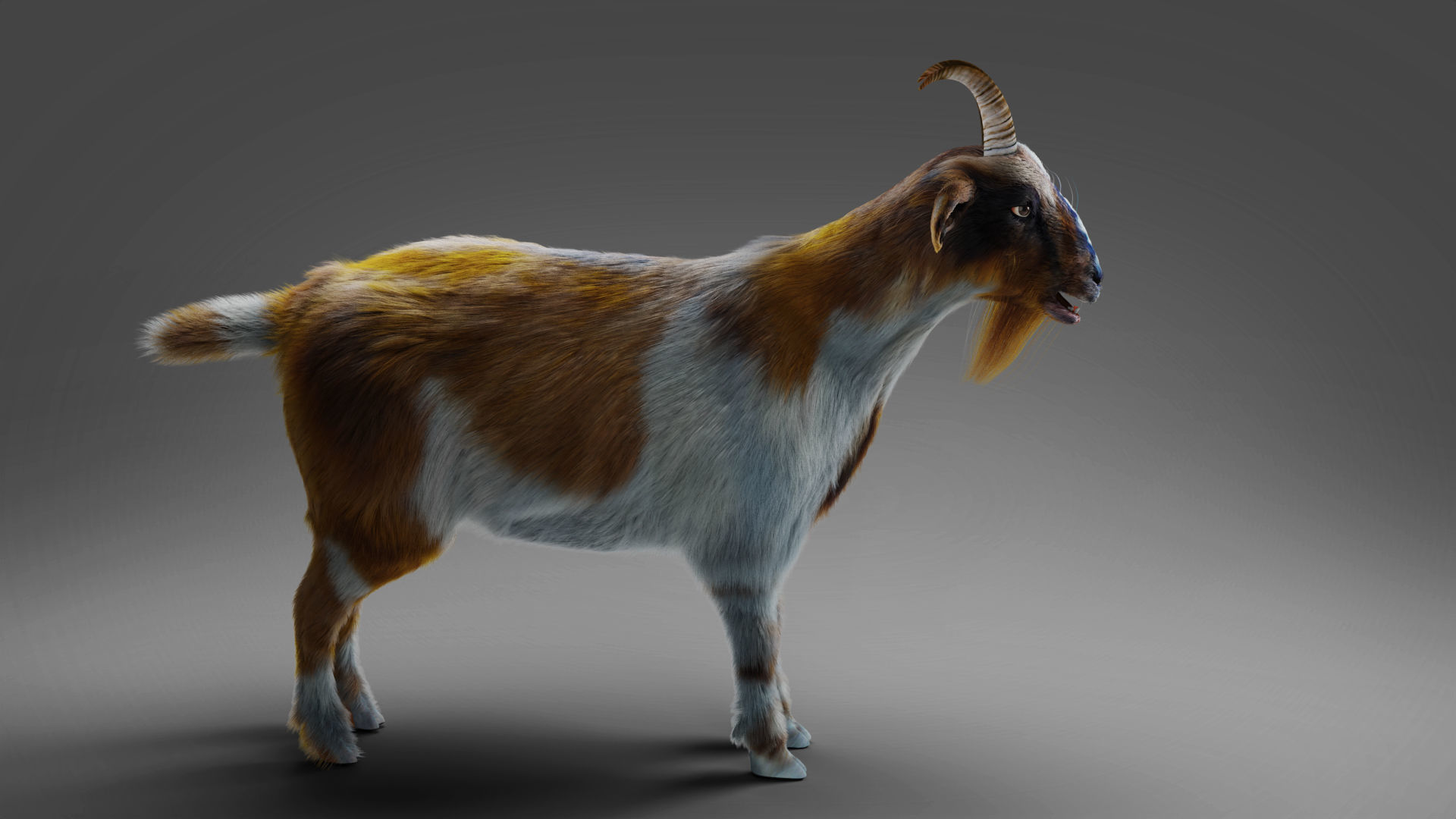 Fur Goat 01 Rigged and Animation in Blender Low-poly 3D model_14