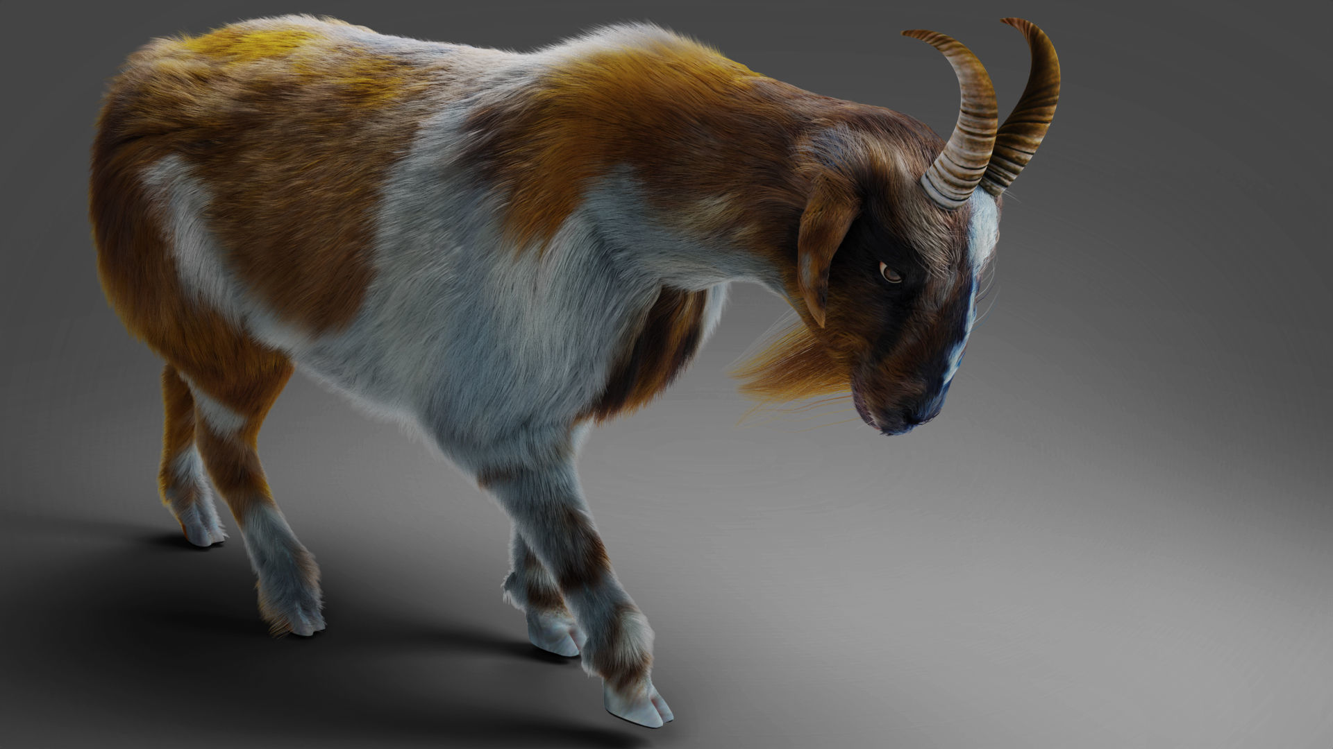 Fur Goat 01 Rigged and Animation in Blender Low-poly 3D model_7
