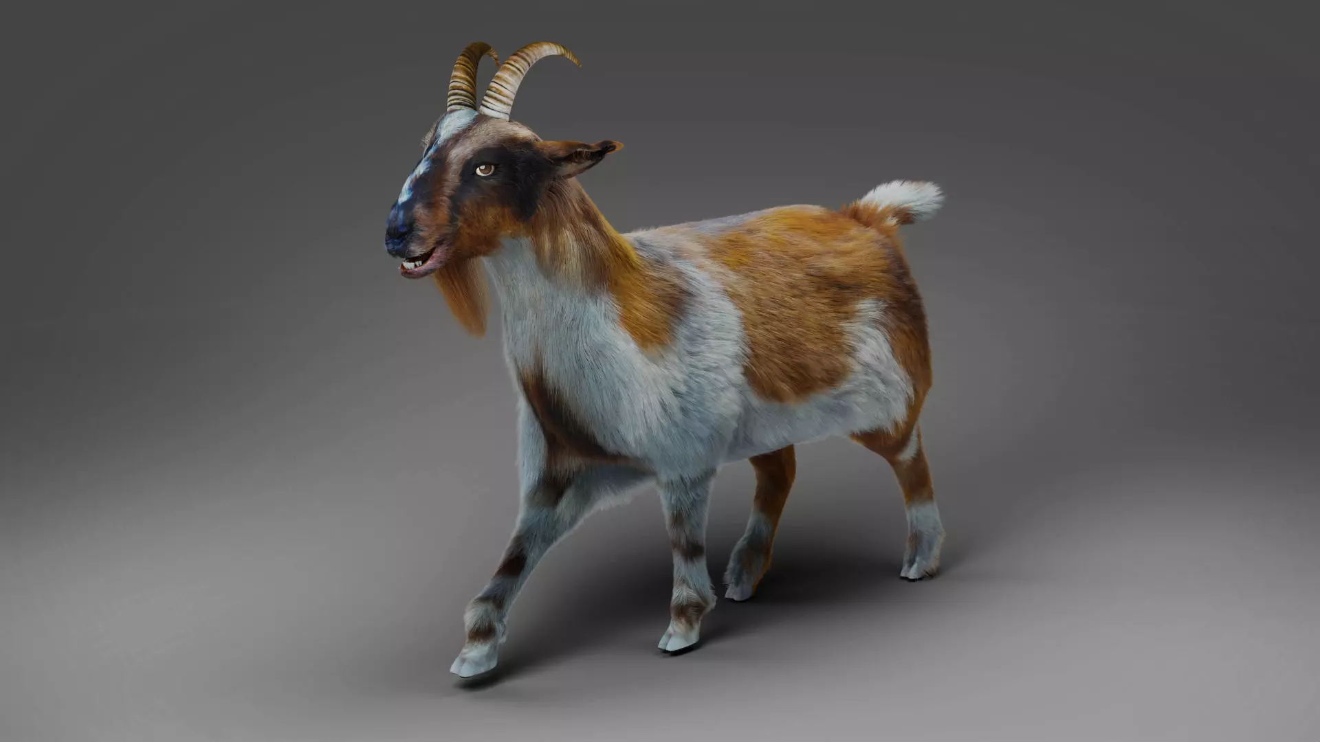 Fur Goat 01 Rigged and Animation in Blender Low-poly 3D model_0