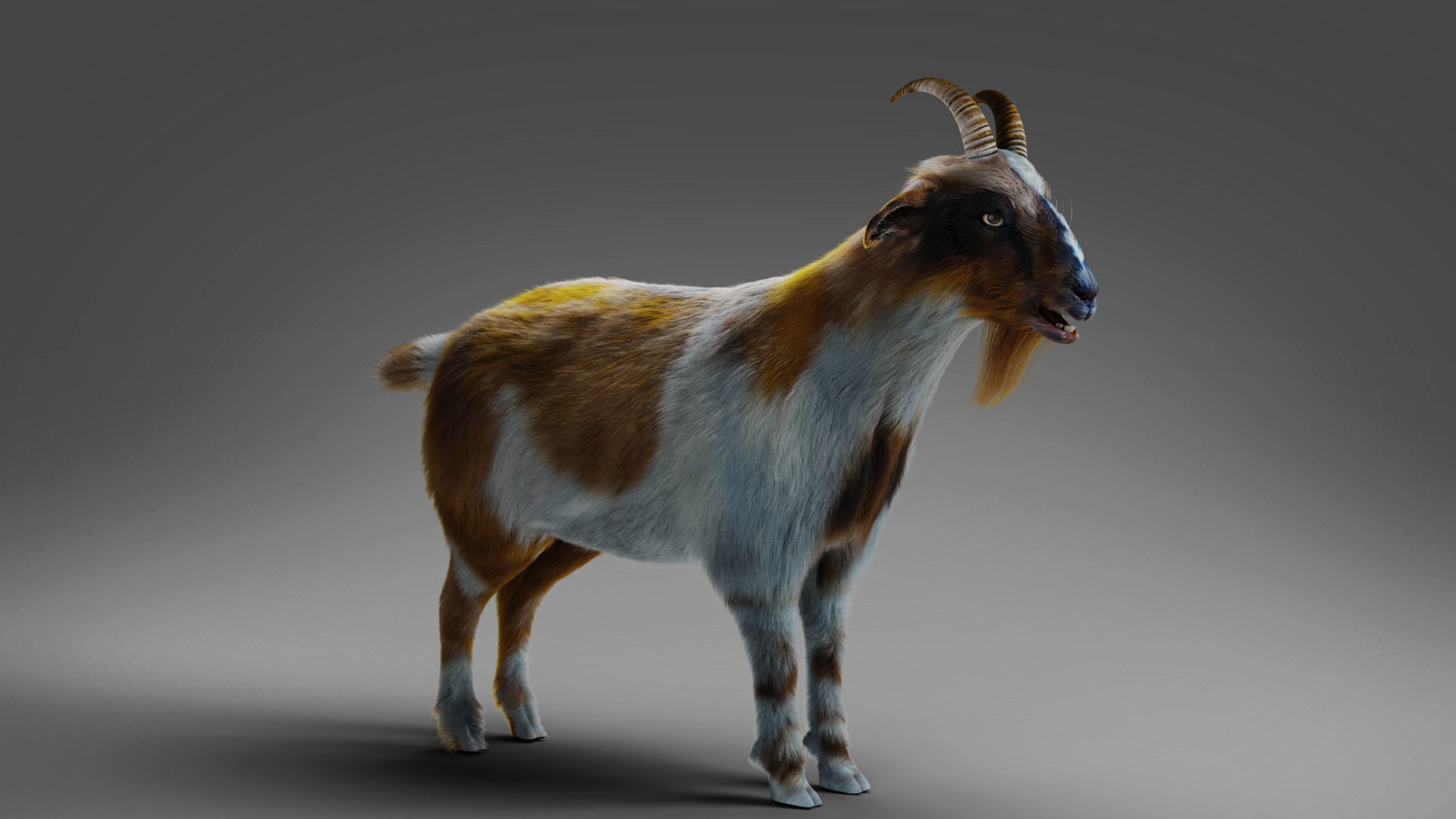 Fur Goat 01 Rigged and Animation in Blender Low-poly 3D model_11