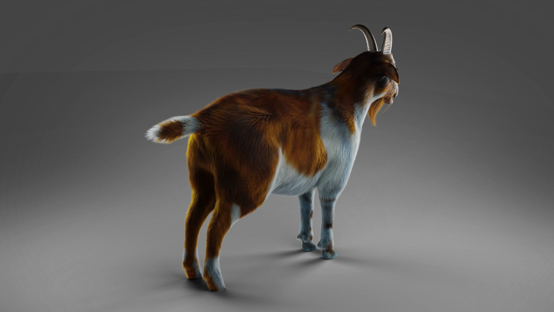 Fur Goat 01 Rigged and Animation in Blender Low-poly 3D model_15