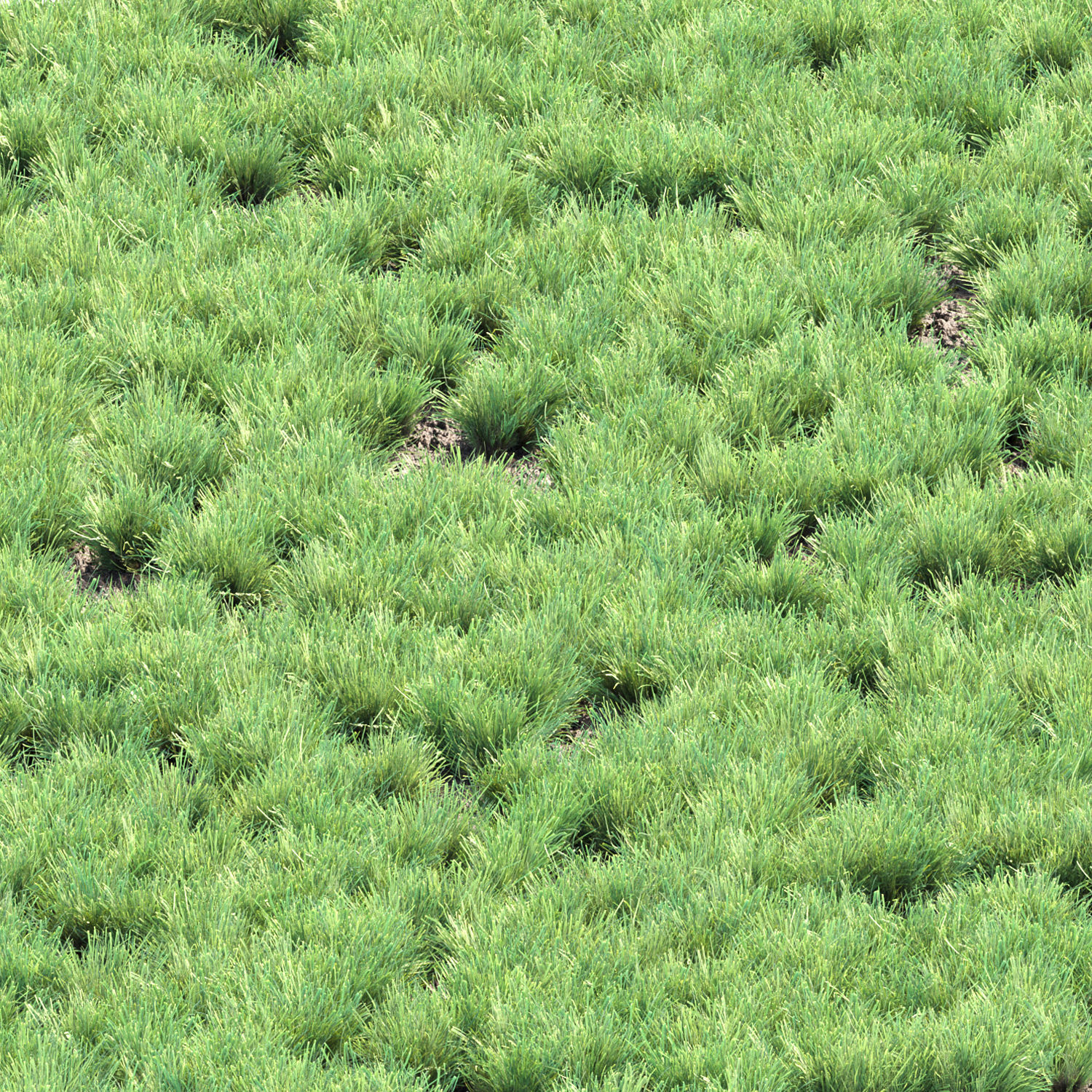 Lowpoly Grass collection vol 174 Low-poly 3D model_2