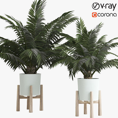 Palms In Pot 3D model