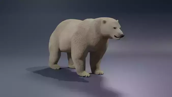 Polar Bear