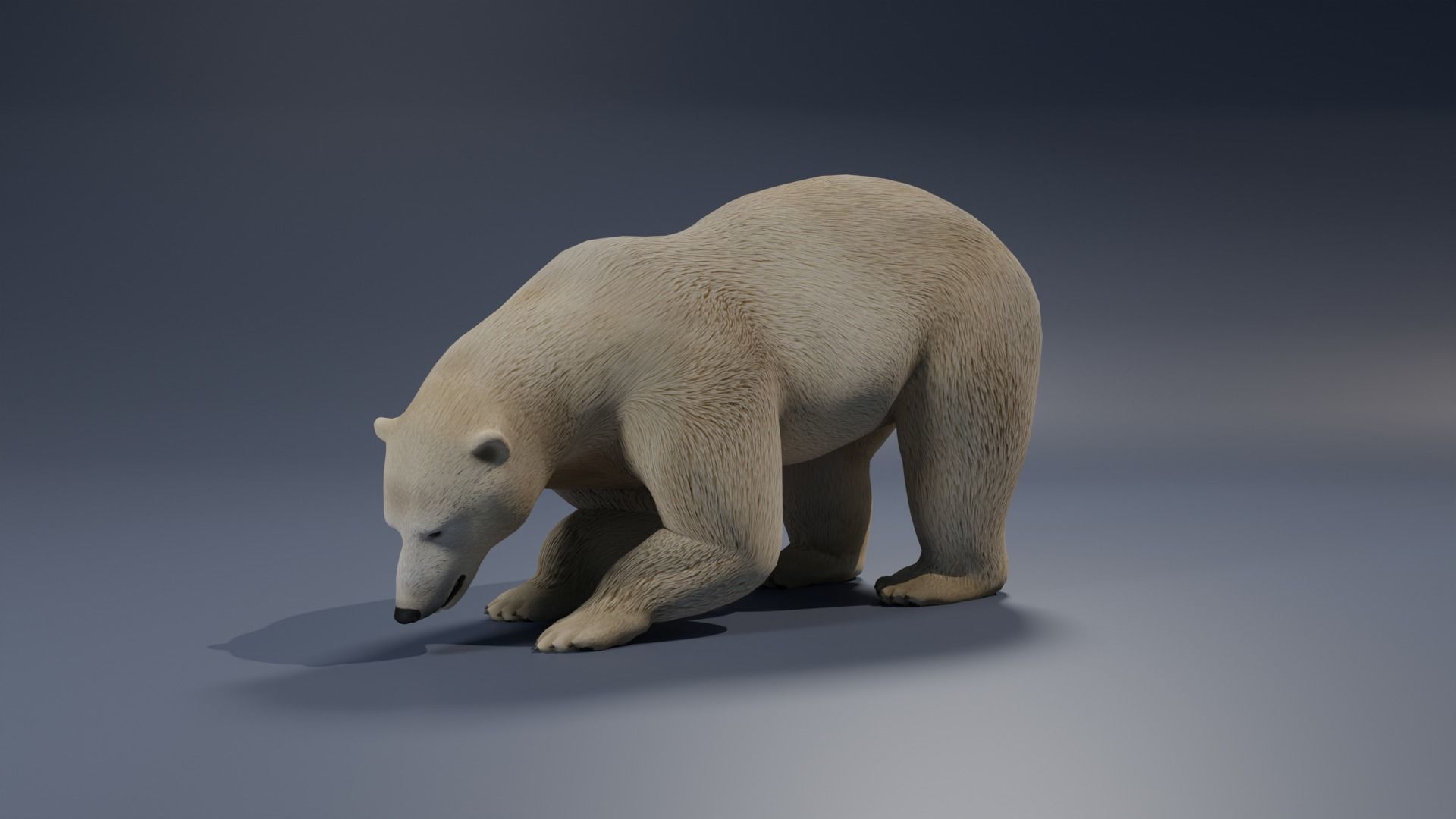 Polar Bear 3D model_1