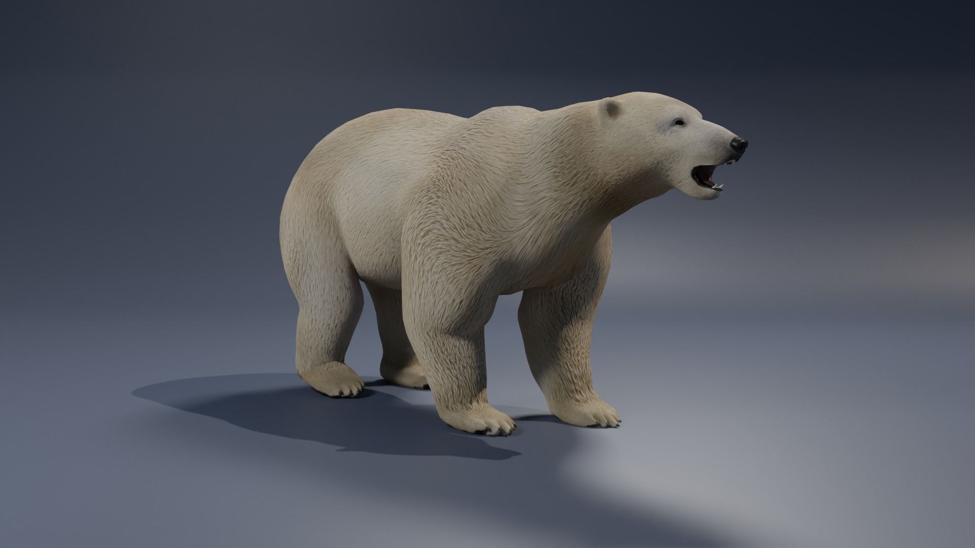 Polar Bear 3D model_3