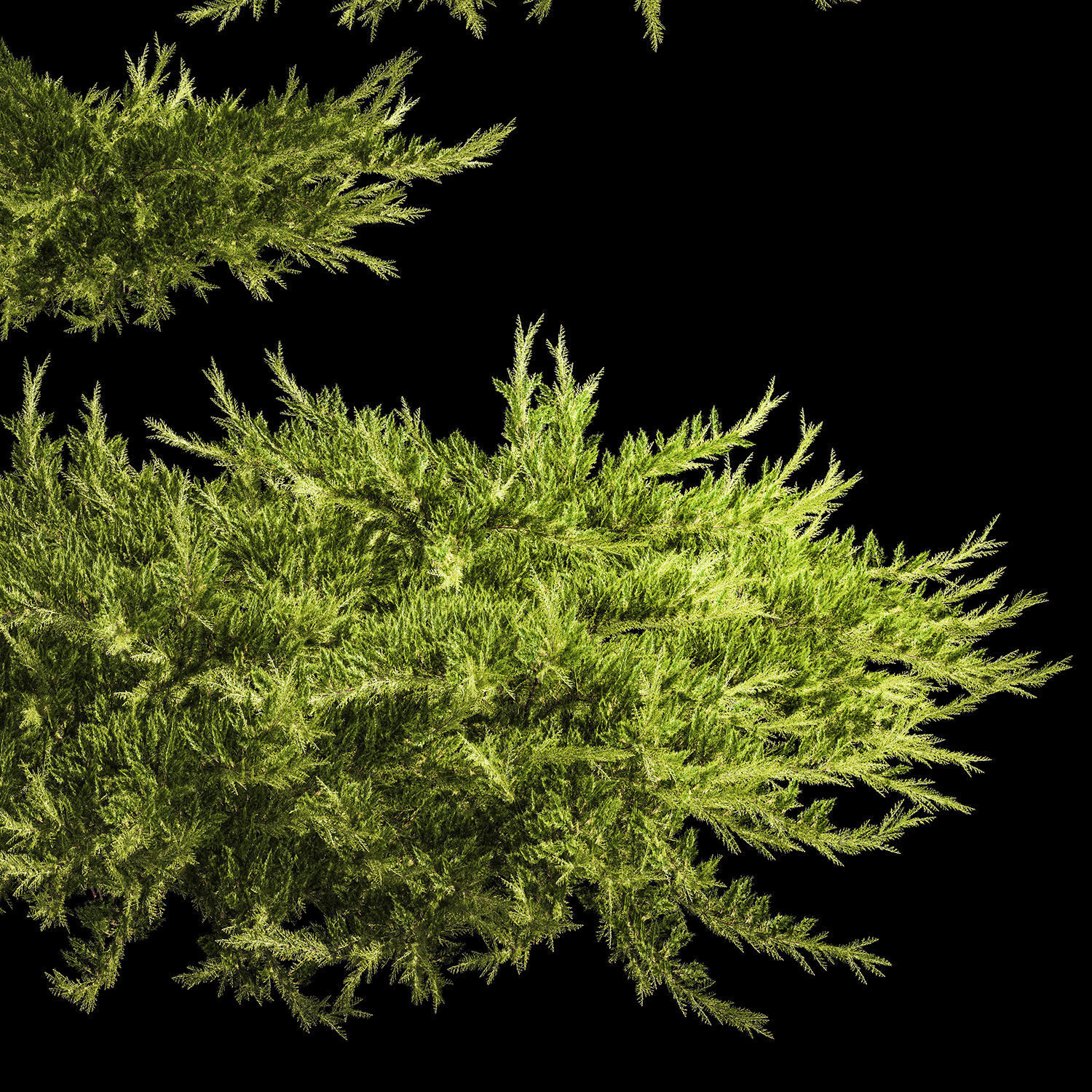 Juniper and thuja bushes for landscape design 1164 3D model_1