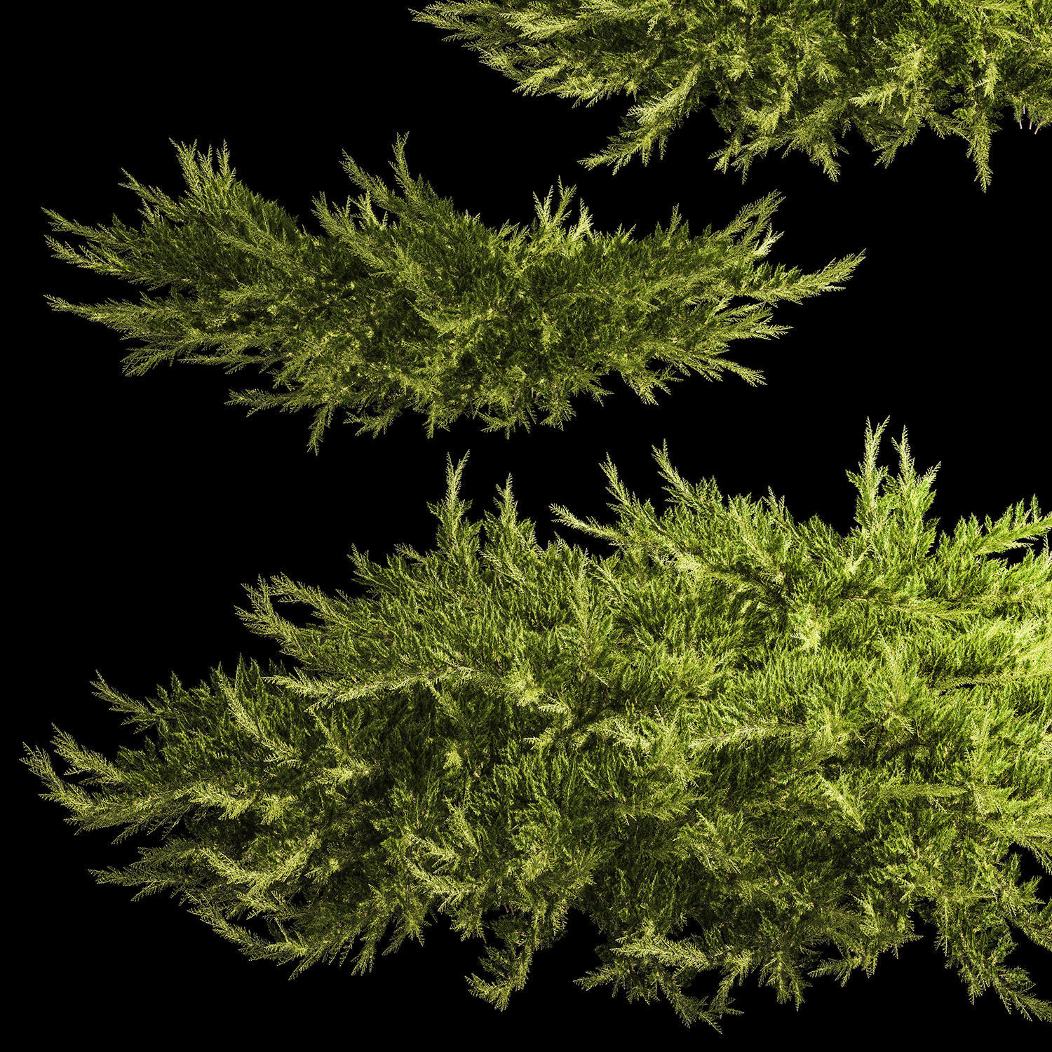 Juniper and thuja bushes for landscape design 1164 3D model | CGTrader