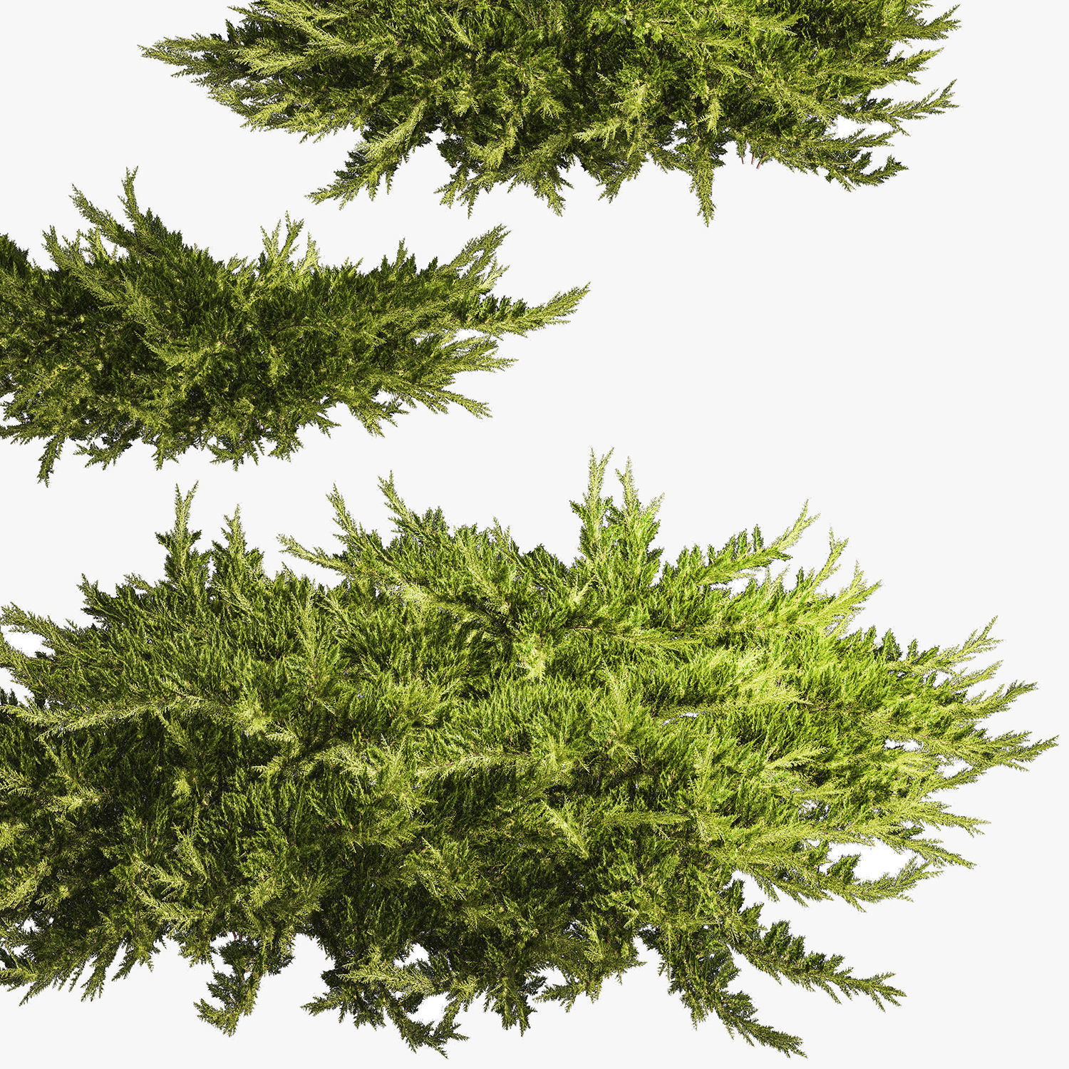 Juniper and thuja bushes for landscape design 1164 3D model_5